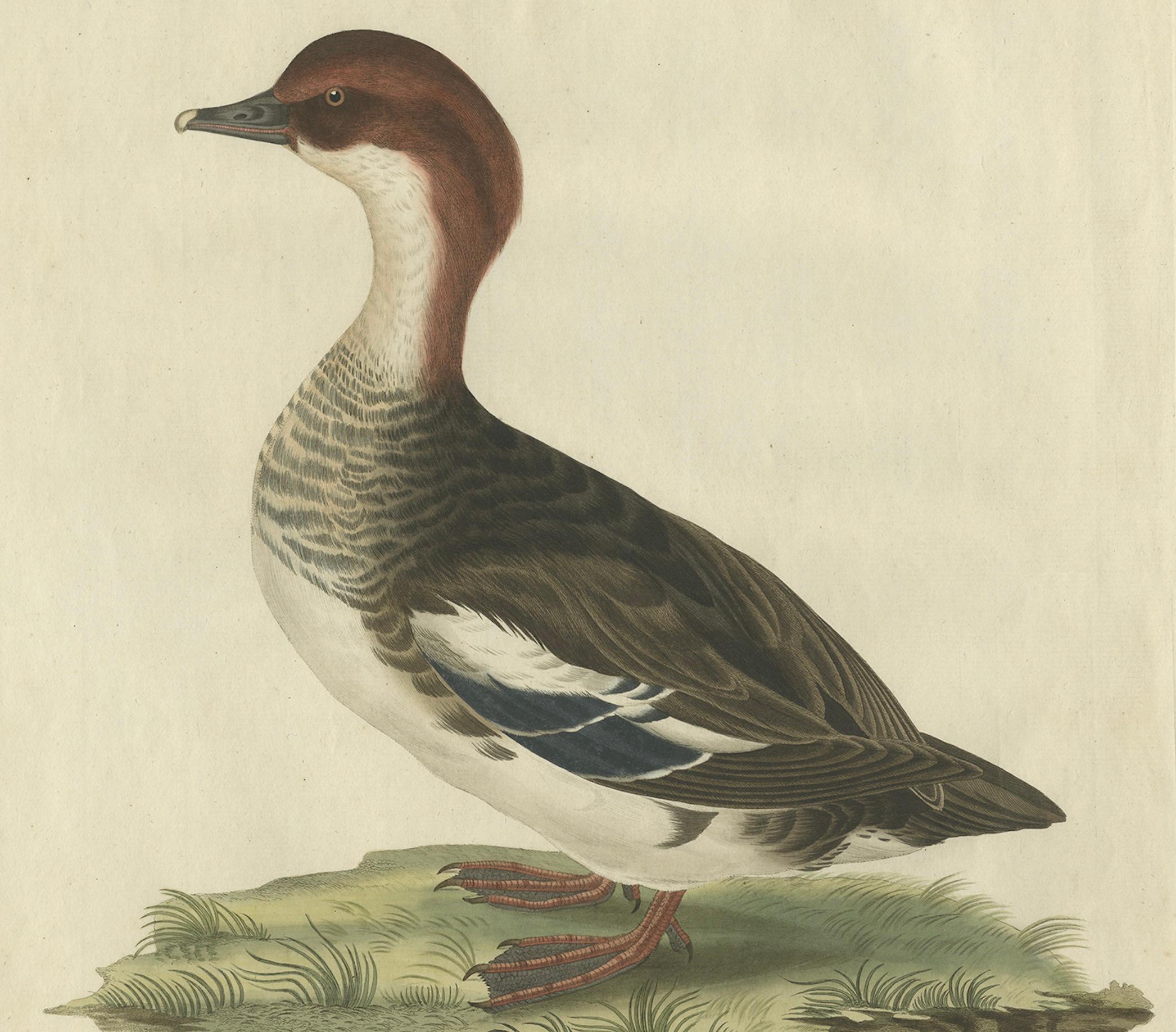 Antiker handkolorierter Druck eines weiblichen Gänsesägers - Mergus Minutus, 1770er Jahre im Zustand „Gut“ im Angebot in Langweer, NL