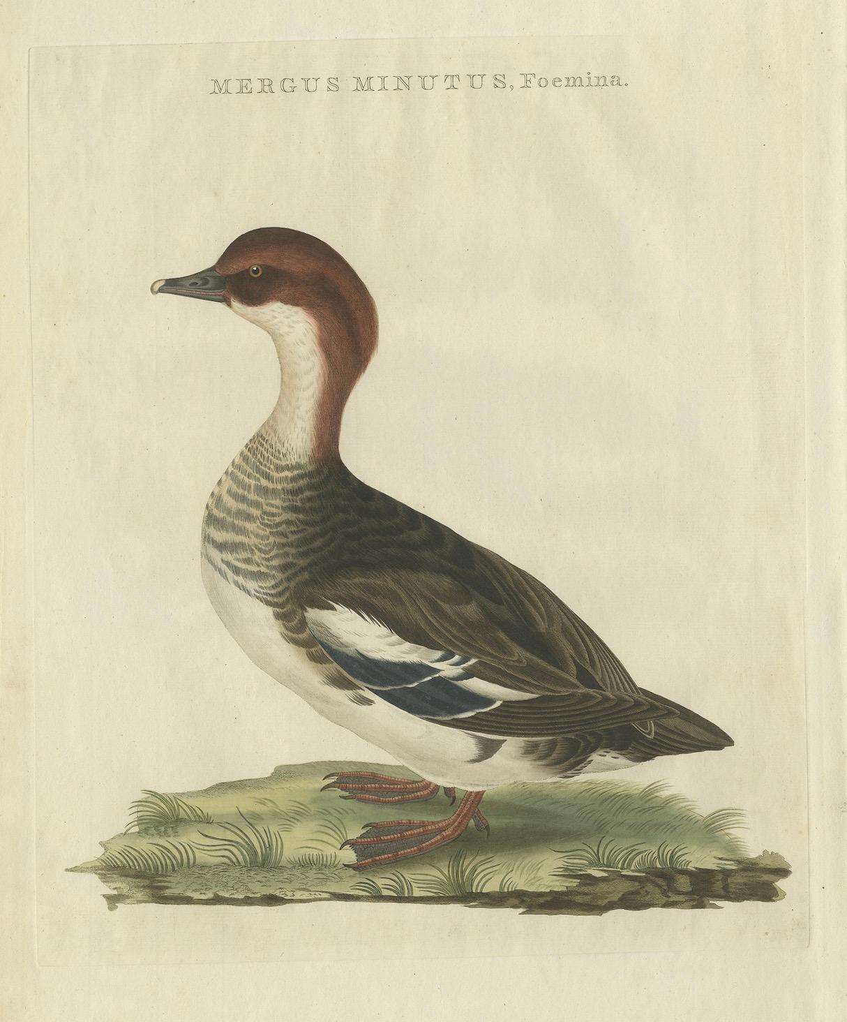 Antiker handkolorierter Druck eines weiblichen Gänsesägers - Mergus Minutus, 1770er Jahre (18. Jahrhundert) im Angebot