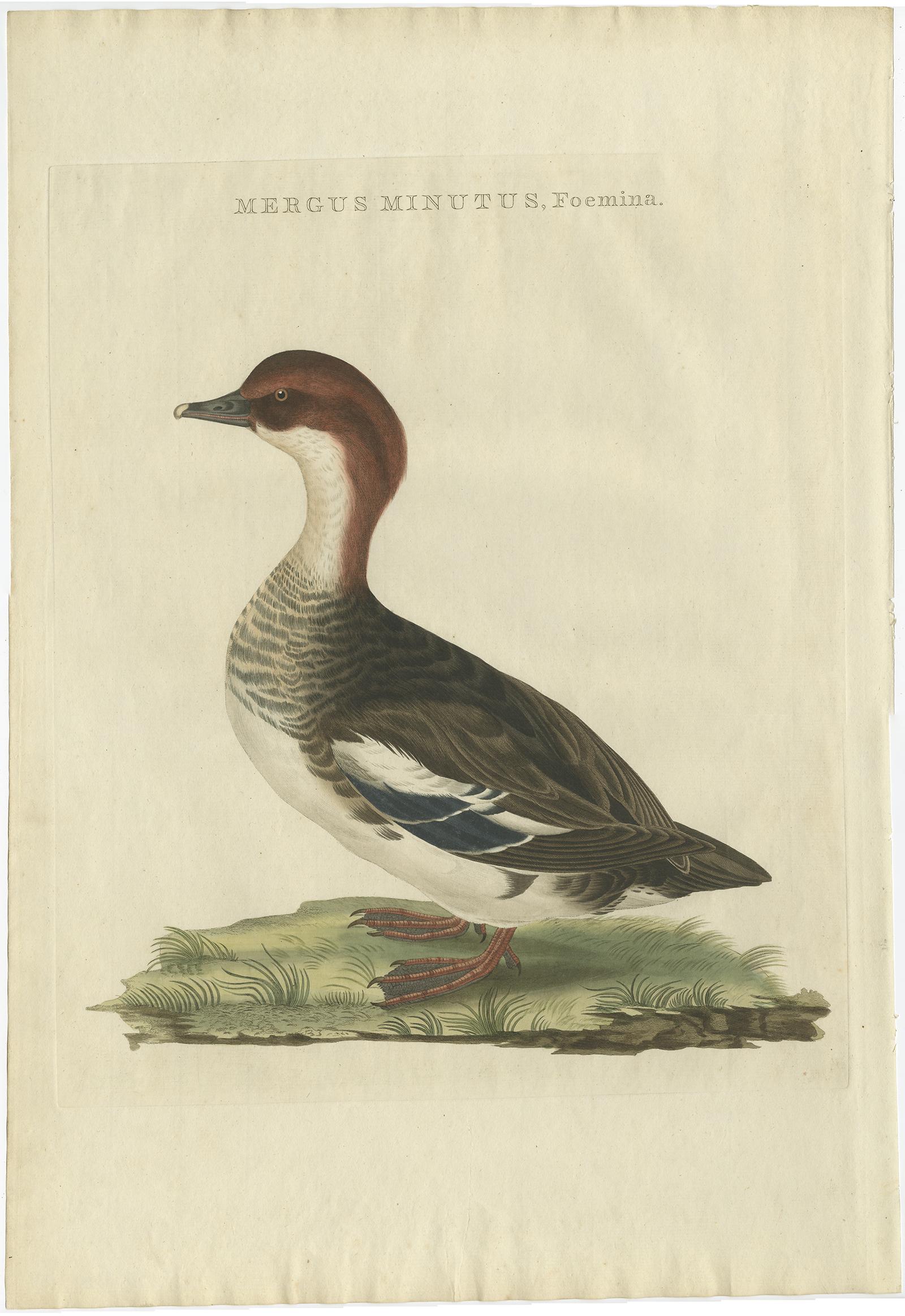 Antiker handkolorierter Druck eines weiblichen Gänsesägers - Mergus Minutus, 1770er Jahre (Papier) im Angebot
