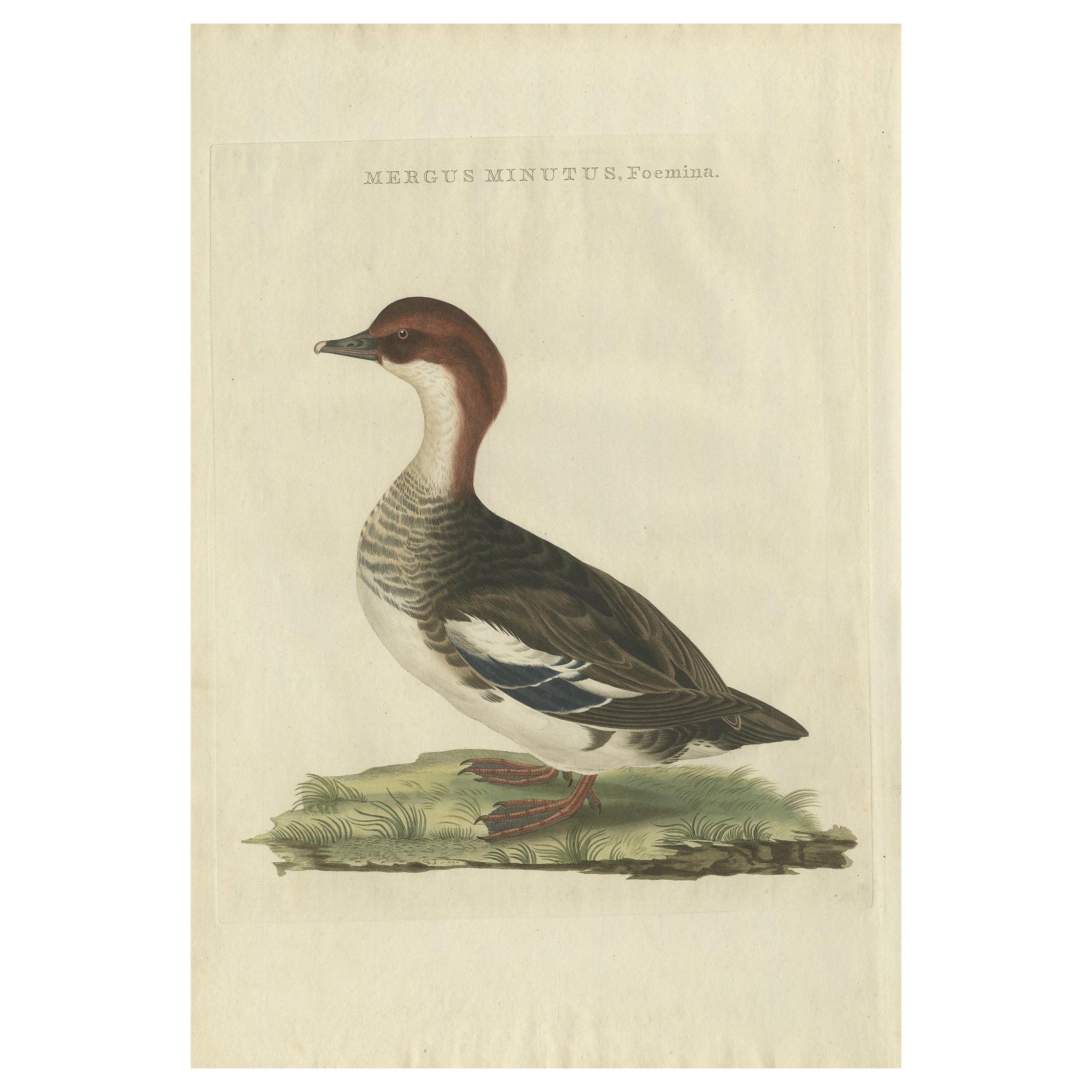 Antiker handkolorierter Druck eines weiblichen Gänsesägers - Mergus Minutus, 1770er Jahre im Angebot
