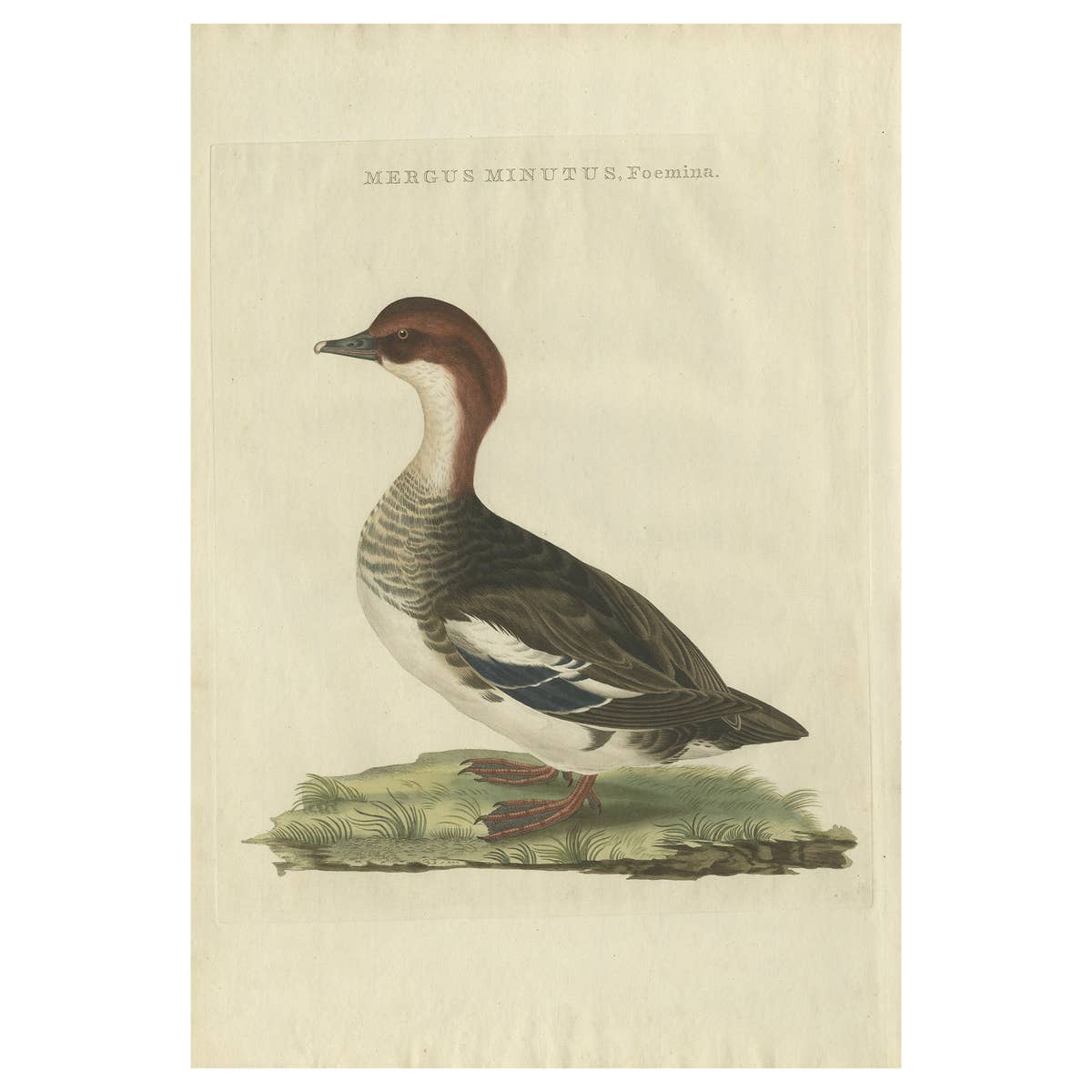 Antique Hand-Colored Print of Female Merganser – Mergus Minutus, 1770s