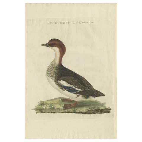 Antique Hand-Coloured Print of Female Merganser – Mergus Minutus, 1770s