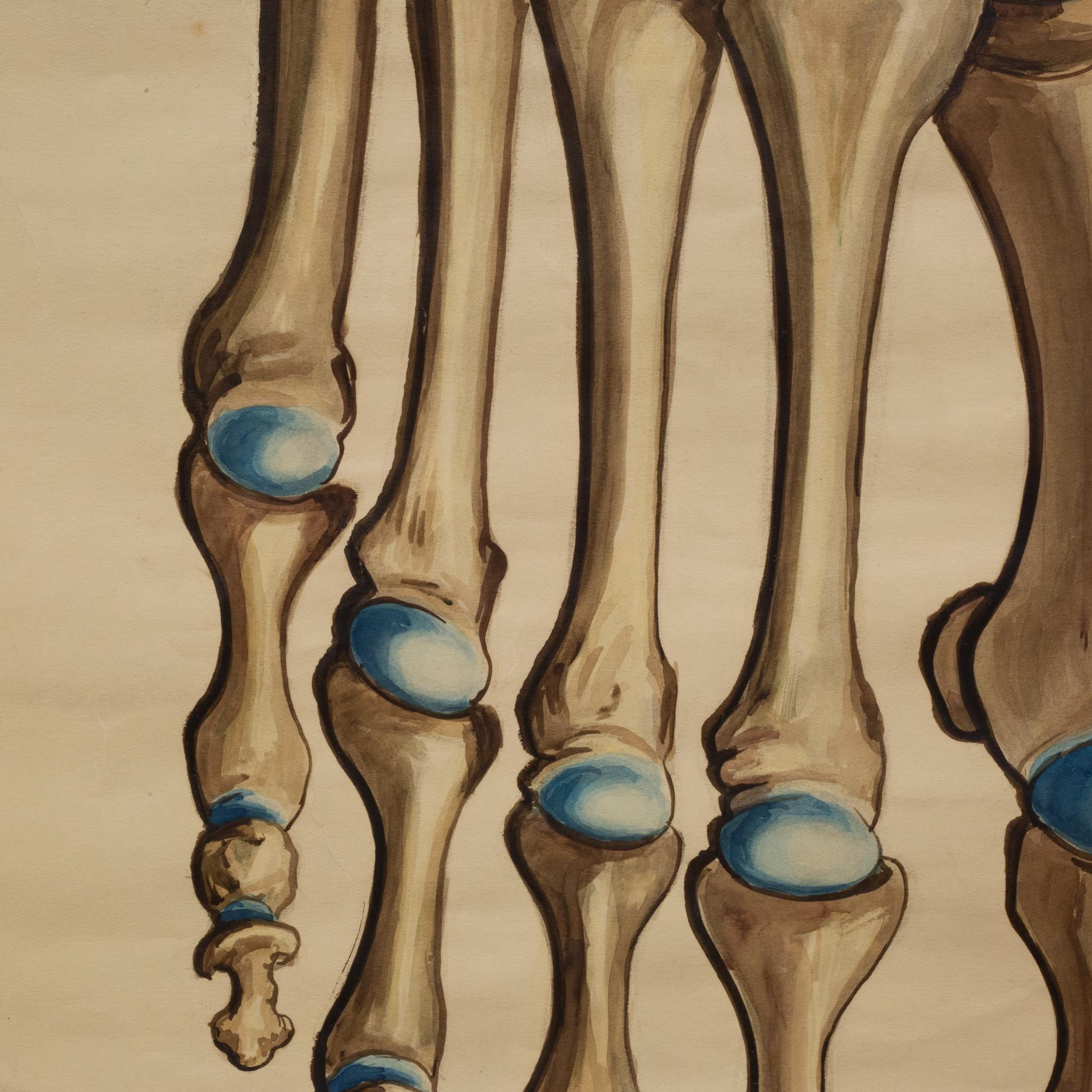 Industrial Antique Medical Class Anatomy Scroll of Foot c.1920-1940 (FREE SHIPPING) For Sale
