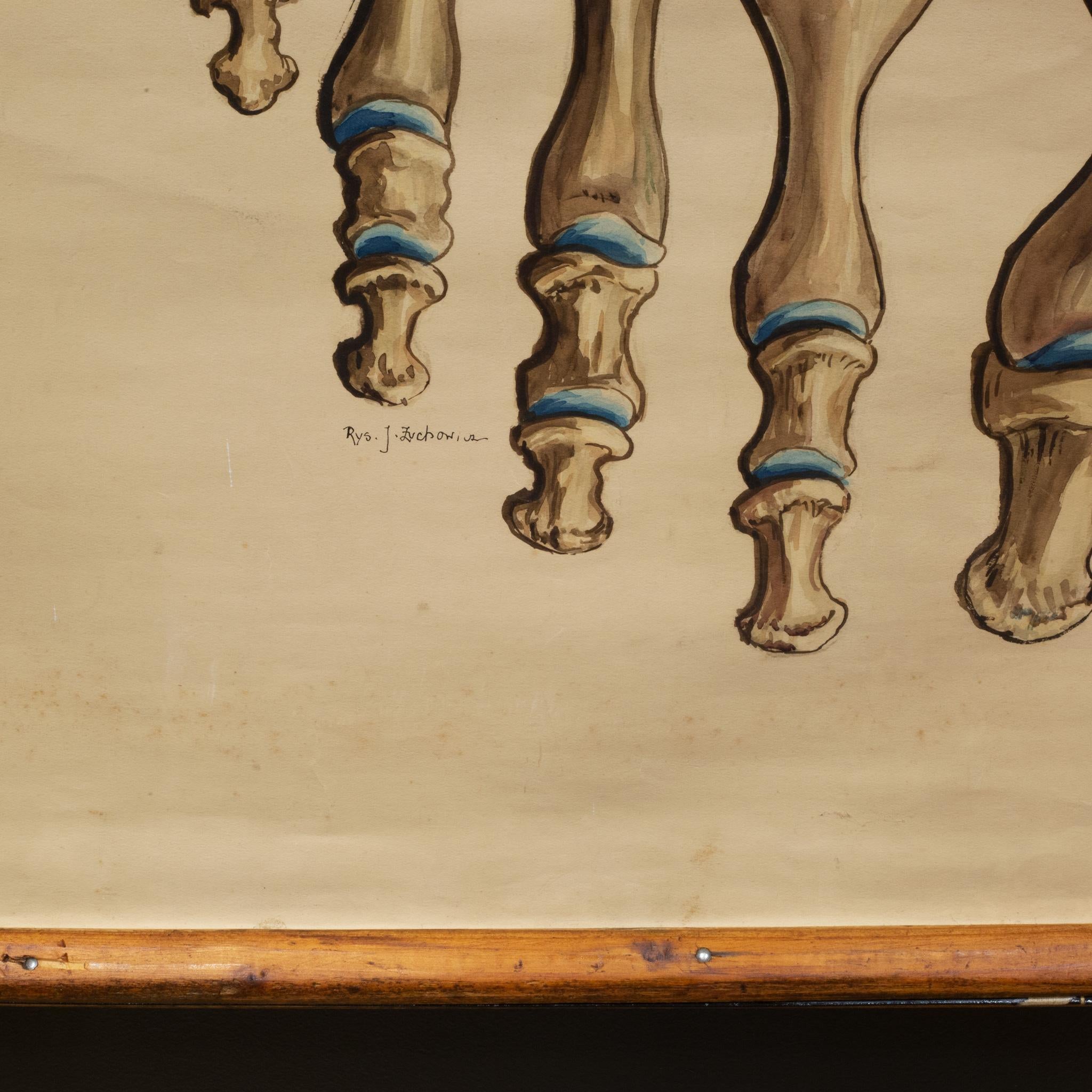 American Antique Medical Class Anatomy Scroll of Foot c.1920-1940 (FREE SHIPPING) For Sale