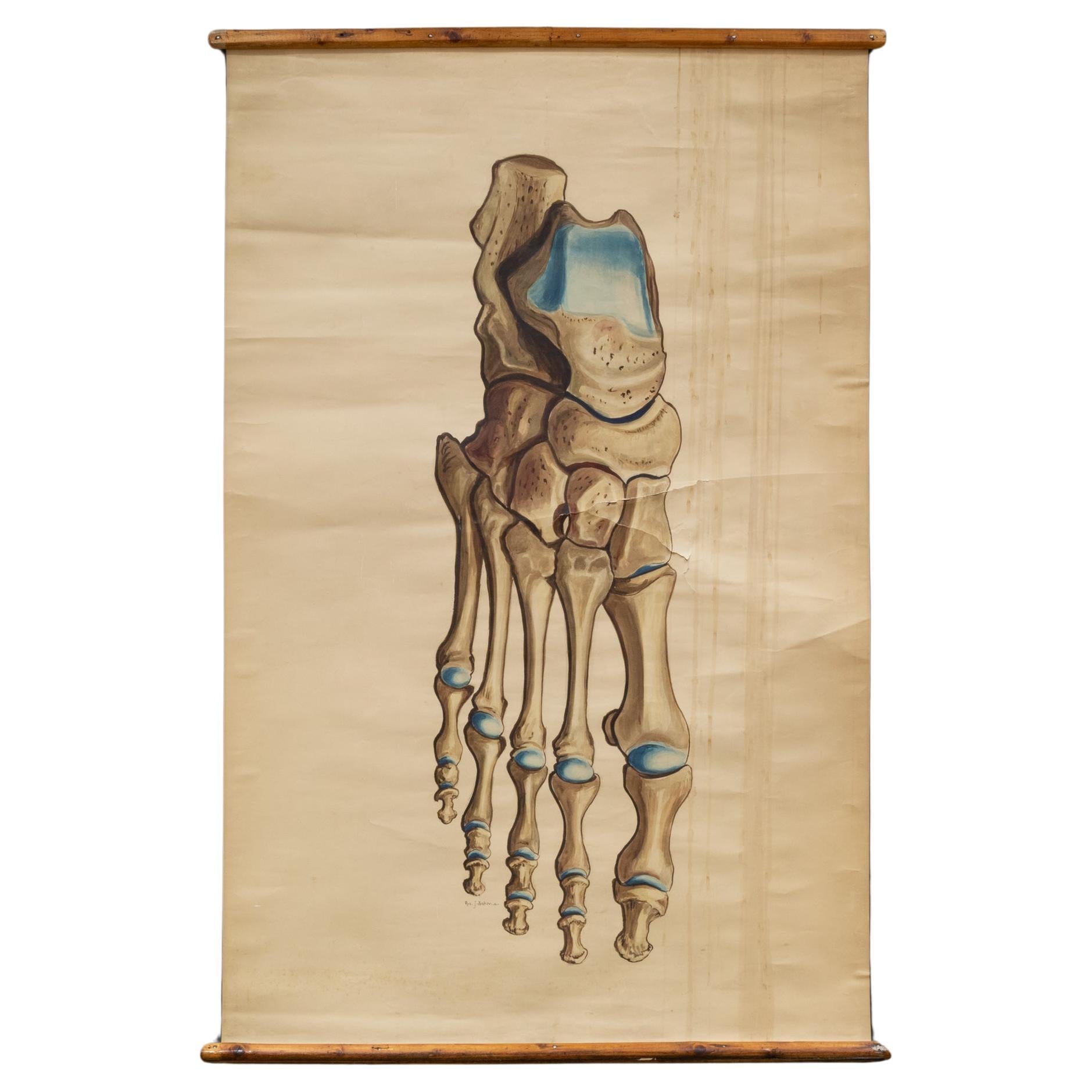 Antique Medical Class Anatomy Scroll of Foot c.1920-1940 (FREE SHIPPING) For Sale