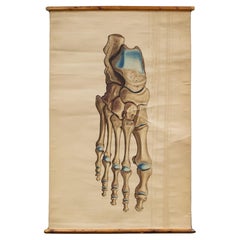 Antique Medical Class Anatomy Scroll of Foot c.1920-1940 (FREE SHIPPING)