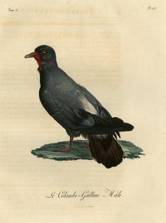 Impression oiseau antique colorée à la main d'une colombe nommée Le Colombi-Galline, homme, 1800