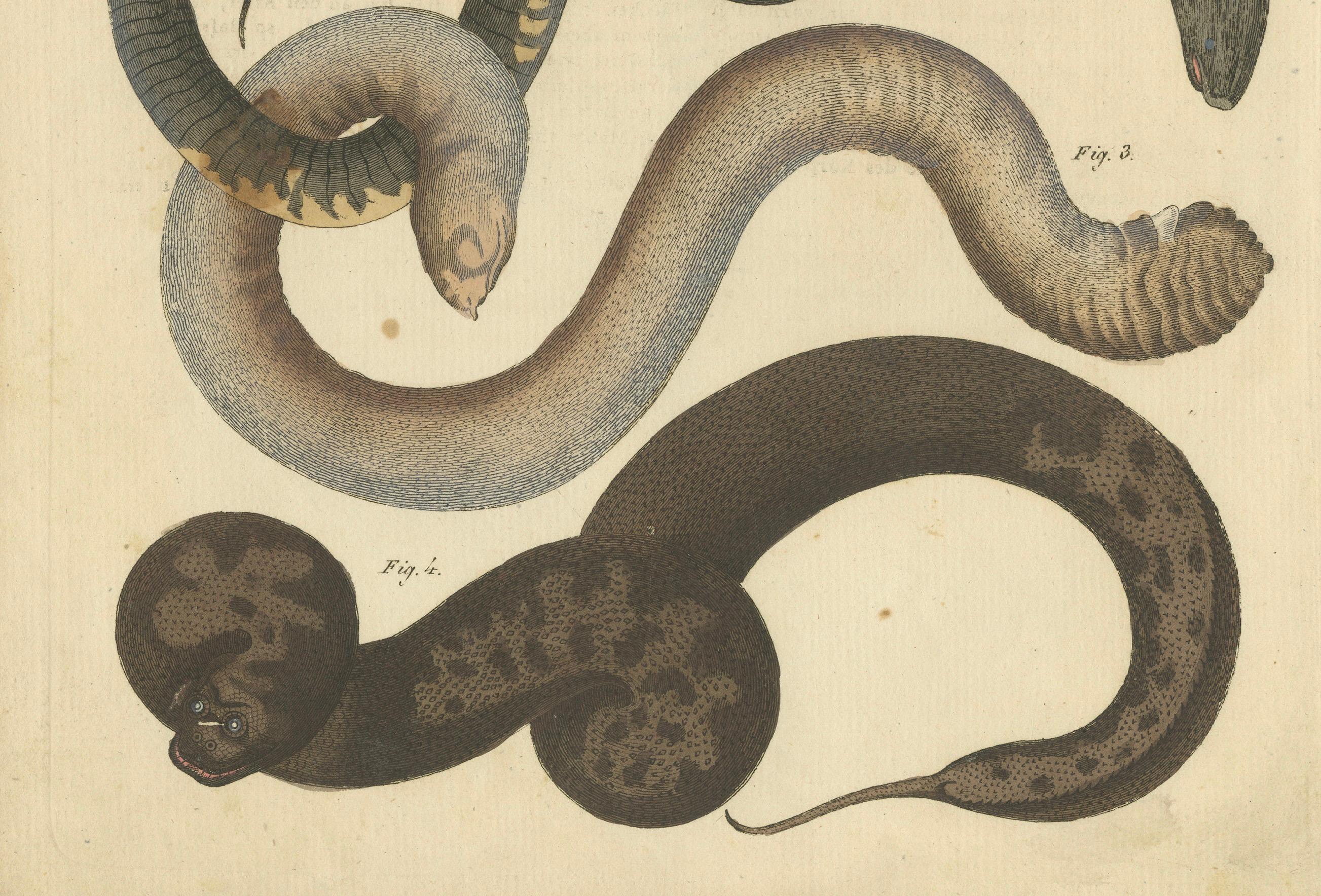 Beschreibung: Dieser handkolorierte Original-Kupferstich zeigt vier Arten von amphibischen oder aquatischen Aalen und schlangenartigen Kreaturen in dynamischen Posen. Es ist Teil von Friedrich Johann Bertuchs Bilderbuch für Kinder, einer berühmten