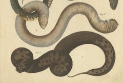 Antique Handcolored Engraving of Amphibious Eels and Snakes, c.180