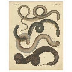 Antique Handcolored Engraving of Amphibious Eels and Snakes, c.180