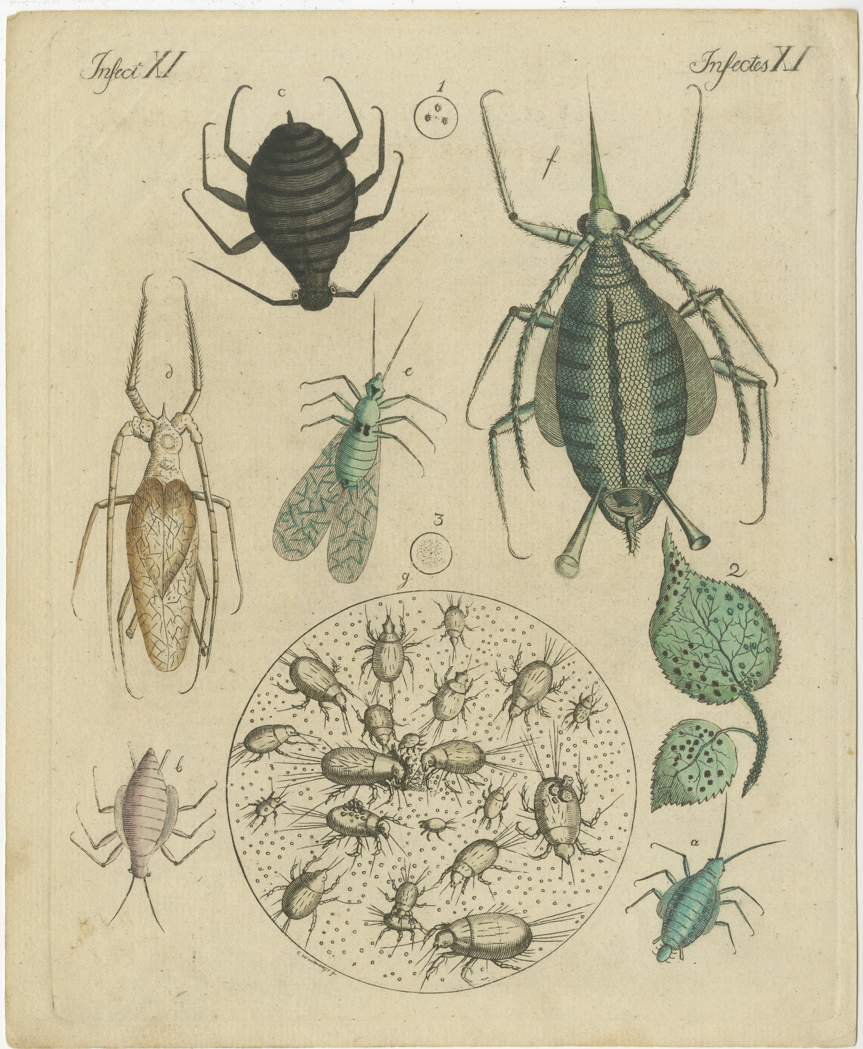 Gravure ancienne coloriée à la main de pucerons, Insectes XI, c.1800  
  
Cette gravure originale sur cuivre colorée à la main illustre diverses espèces de pucerons et de petits insectes apparentés, mettant en évidence leur anatomie complexe et leur