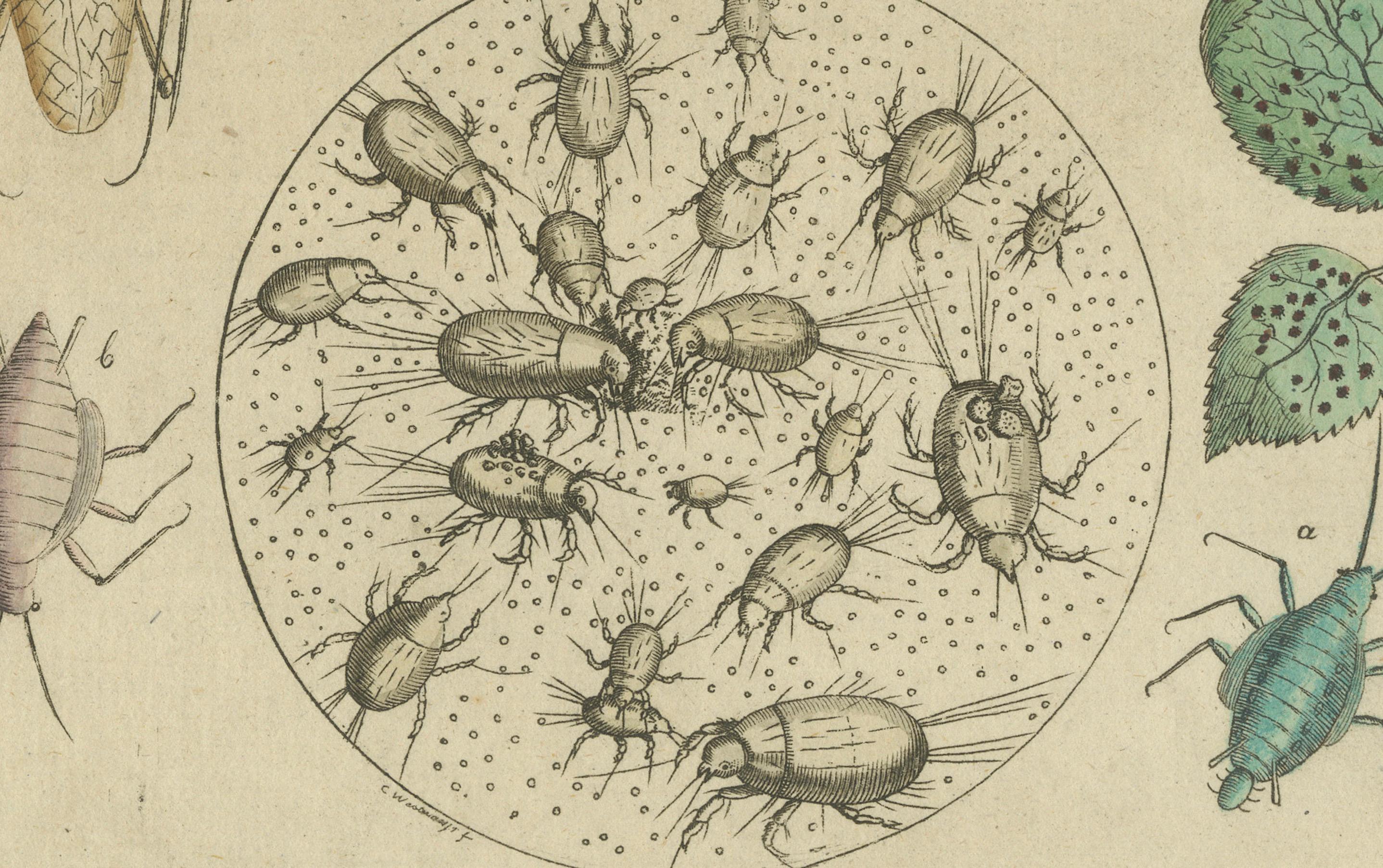 Gravé ancienne gravure colorée à la main d'aphids et de petites insectes connexes, c.1800 en vente