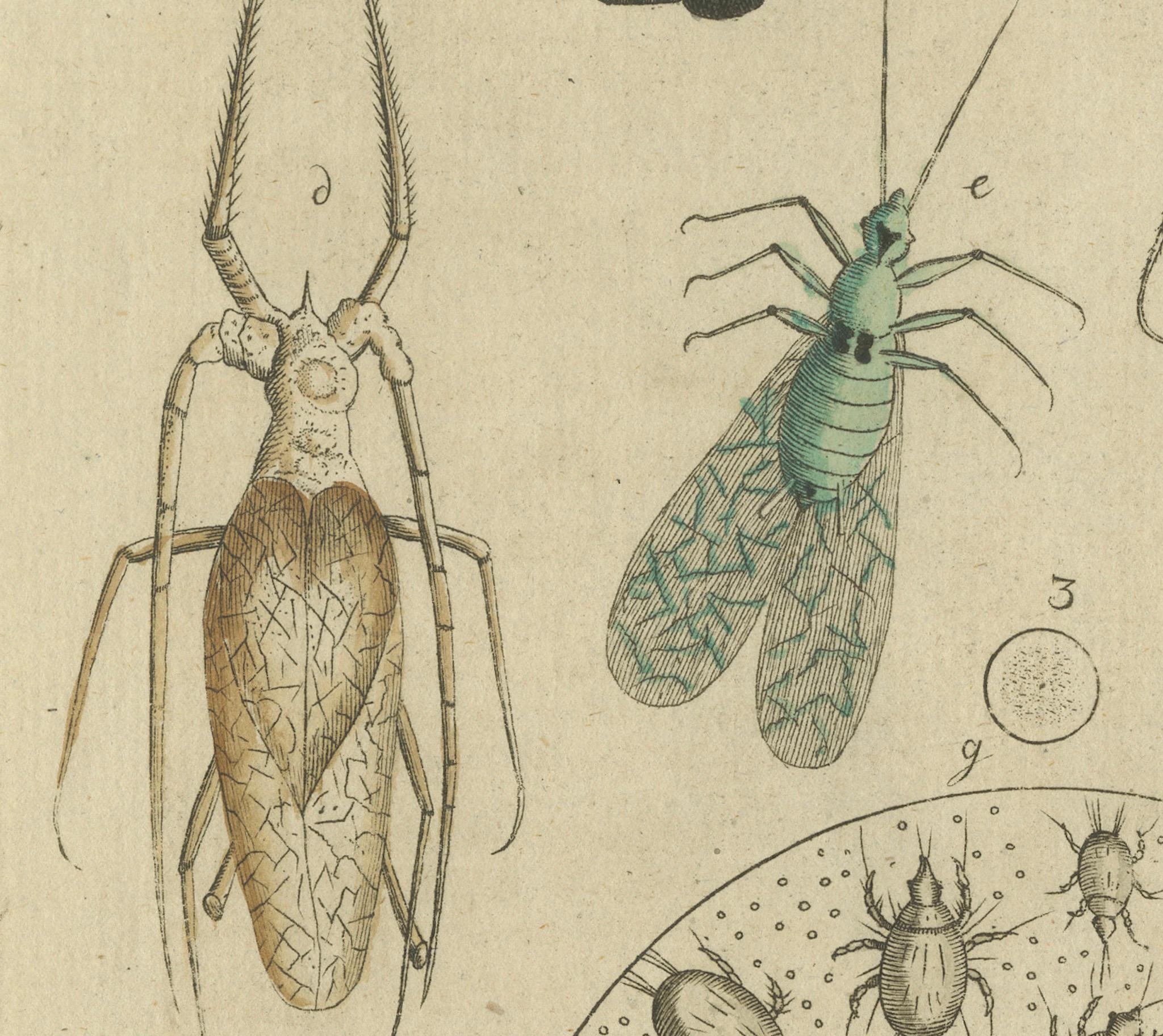 ancienne gravure colorée à la main d'aphids et de petites insectes connexes, c.1800 Bon état - En vente à Langweer, NL