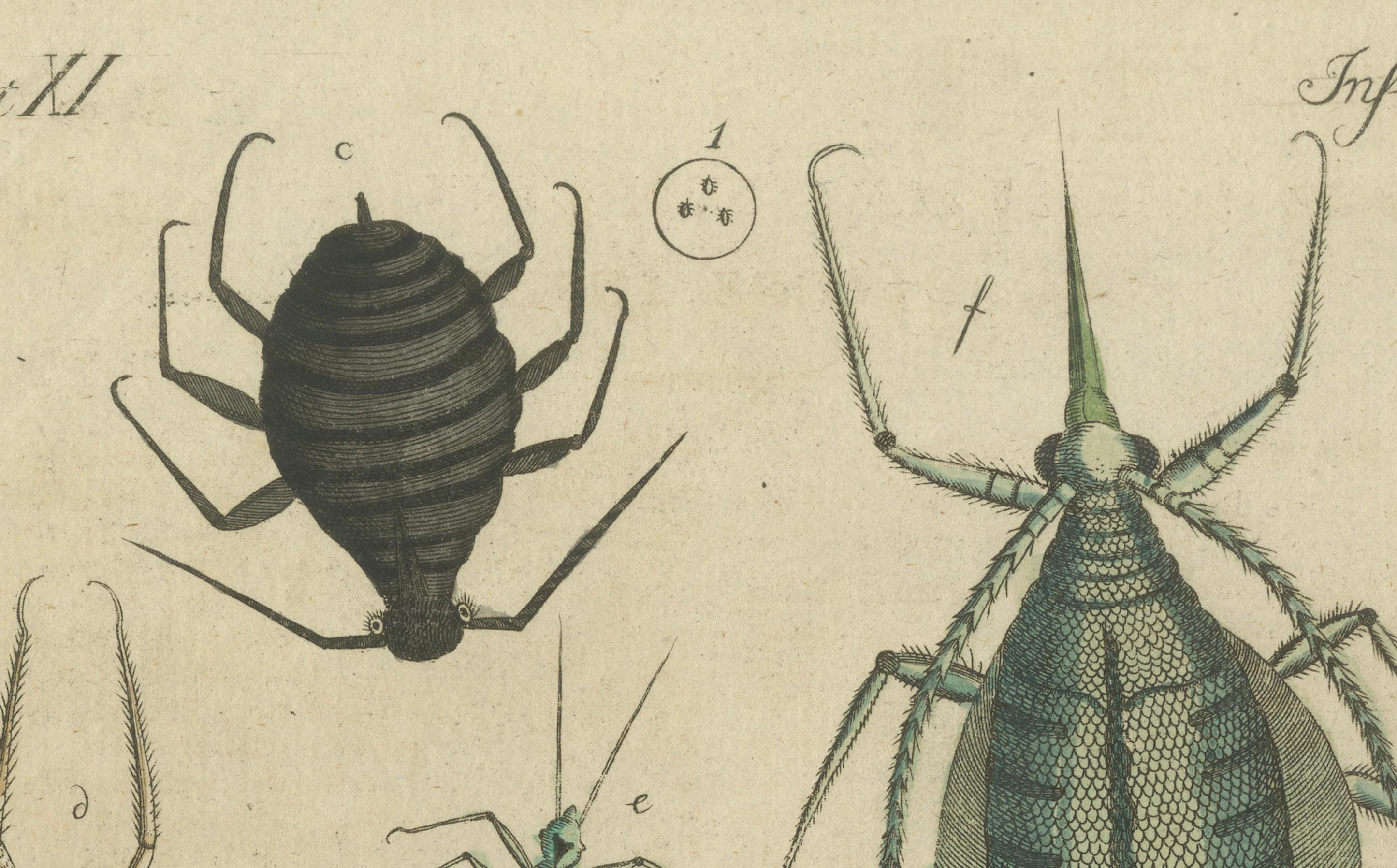 Début du XIXe siècle ancienne gravure colorée à la main d'aphids et de petites insectes connexes, c.1800 en vente