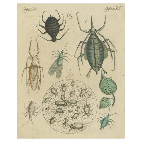 Antique Handcolored Engraving of Aphids and Related Small Insects, c.1800