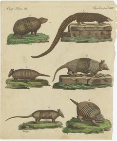 Antique Handcolored Engraving of Armadillos and Pangolin, c.1800