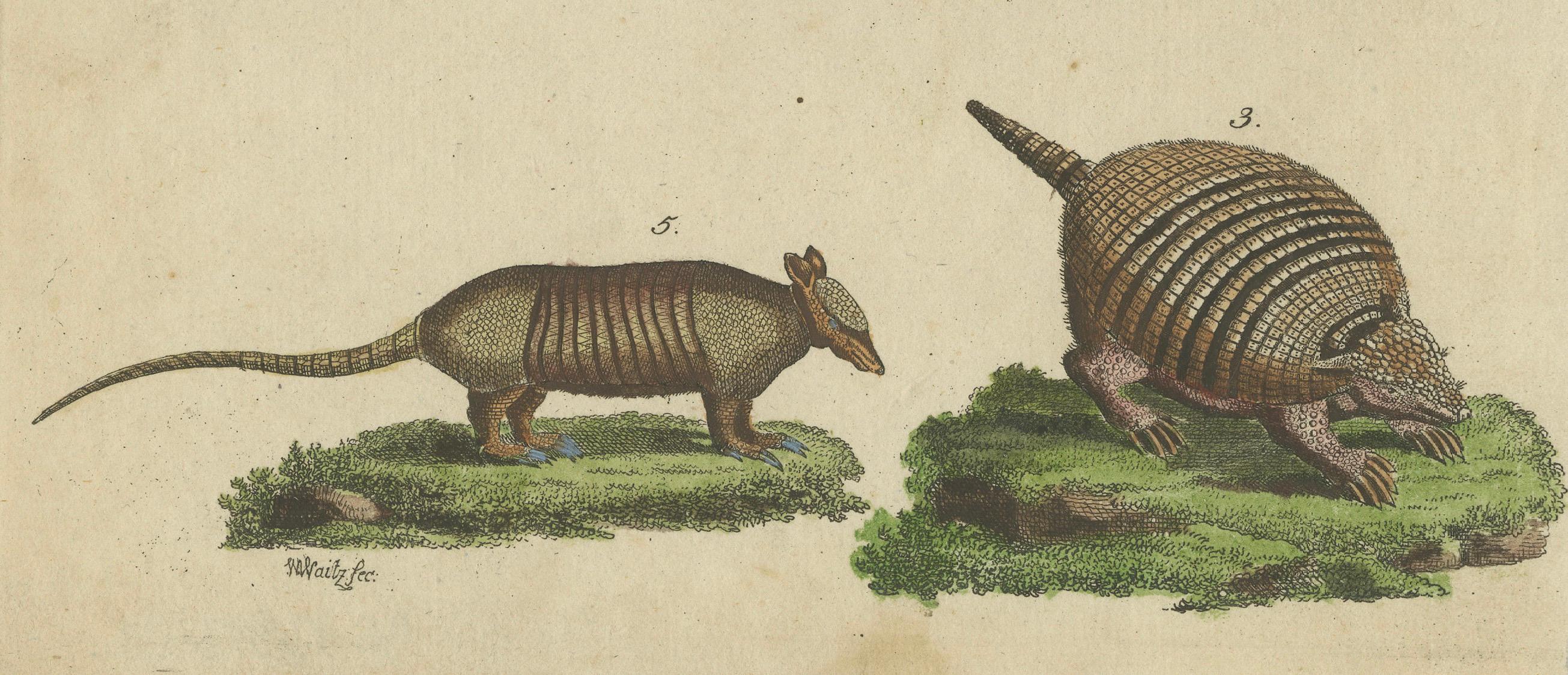 Engraved Antique Handcolored Engraving of Armadillos and Pangolin, c.1800
