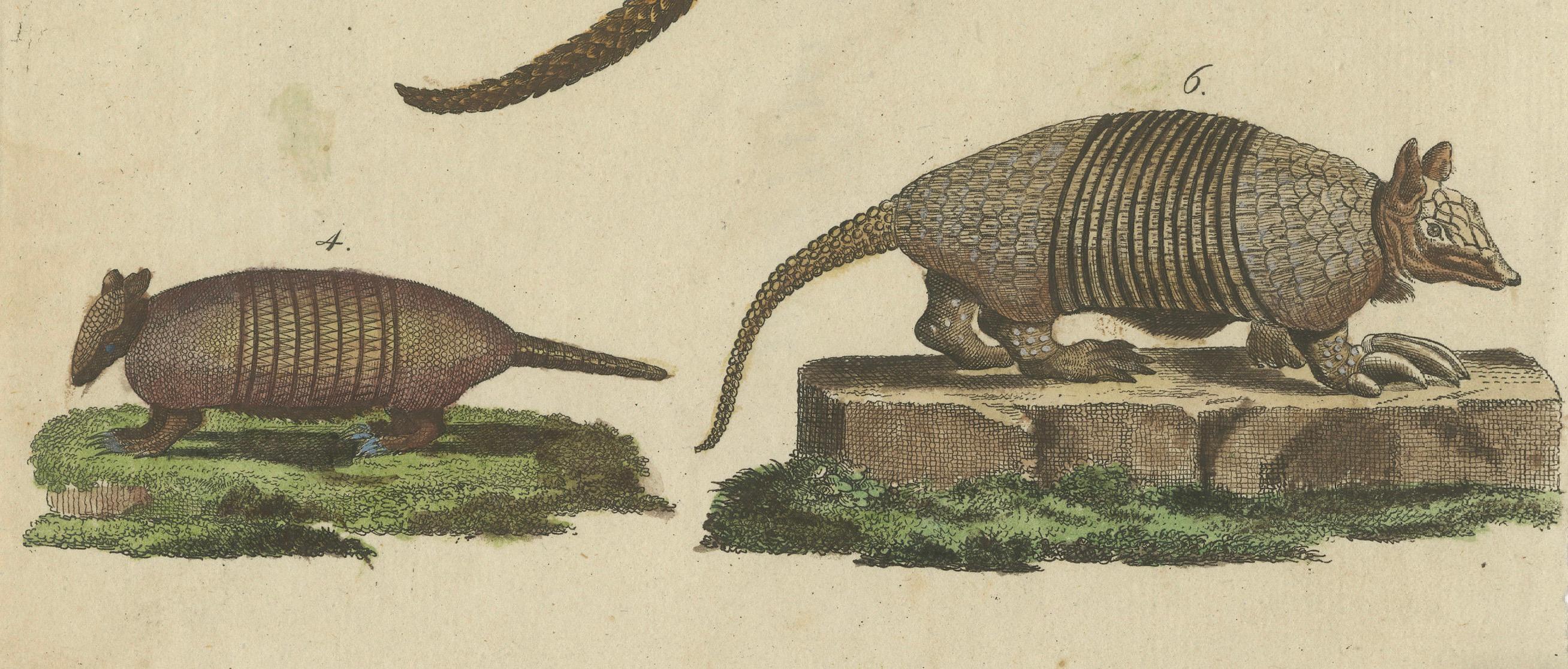 Antique Handcolored Engraving of Armadillos and Pangolin, c.1800 In Fair Condition In Langweer, NL