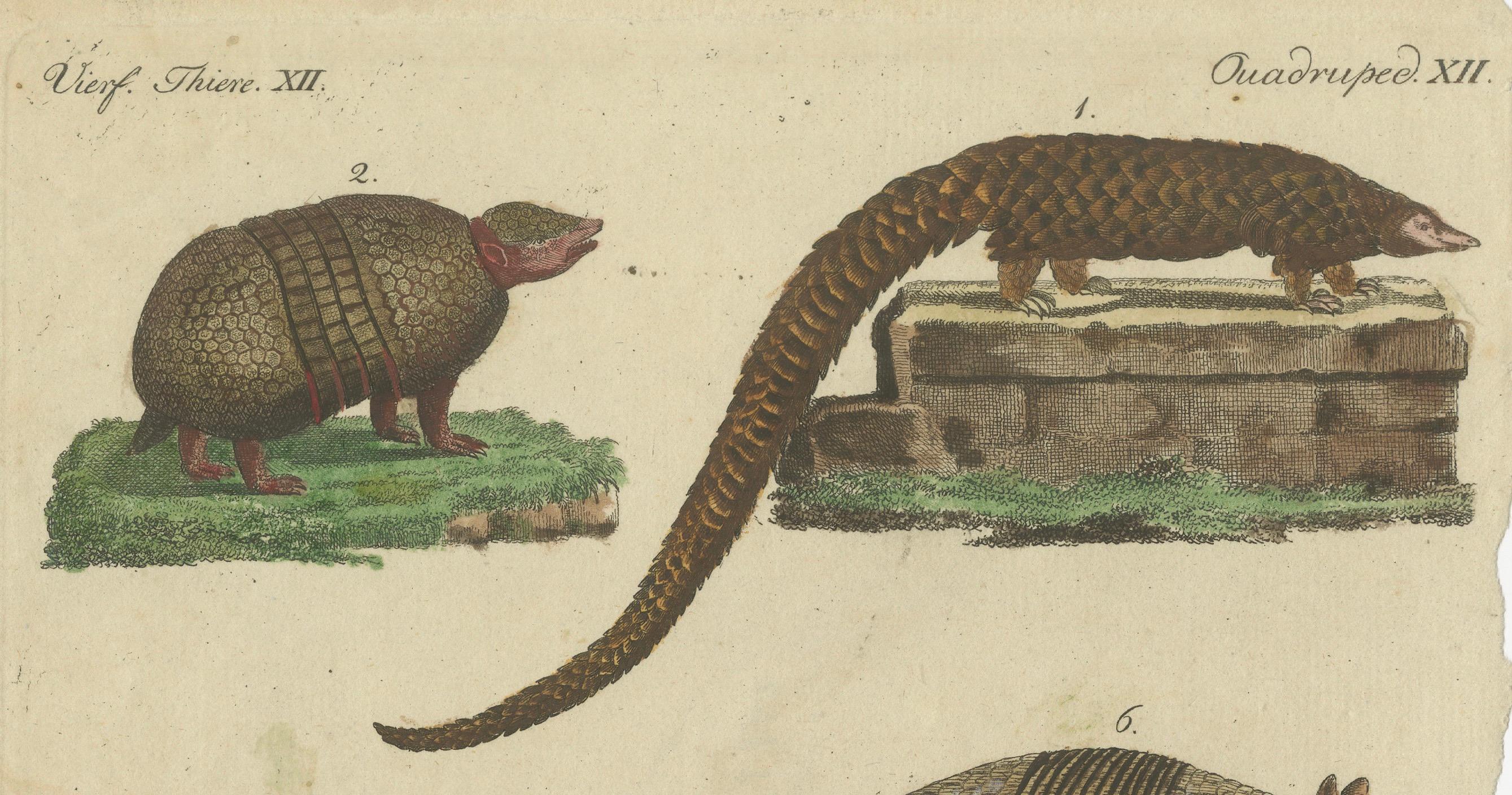 Early 19th Century Antique Handcolored Engraving of Armadillos and Pangolin, c.1800