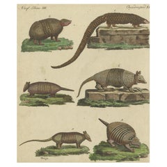 Antique Handcolored Engraving of Armadillos and Pangolin, c.1800