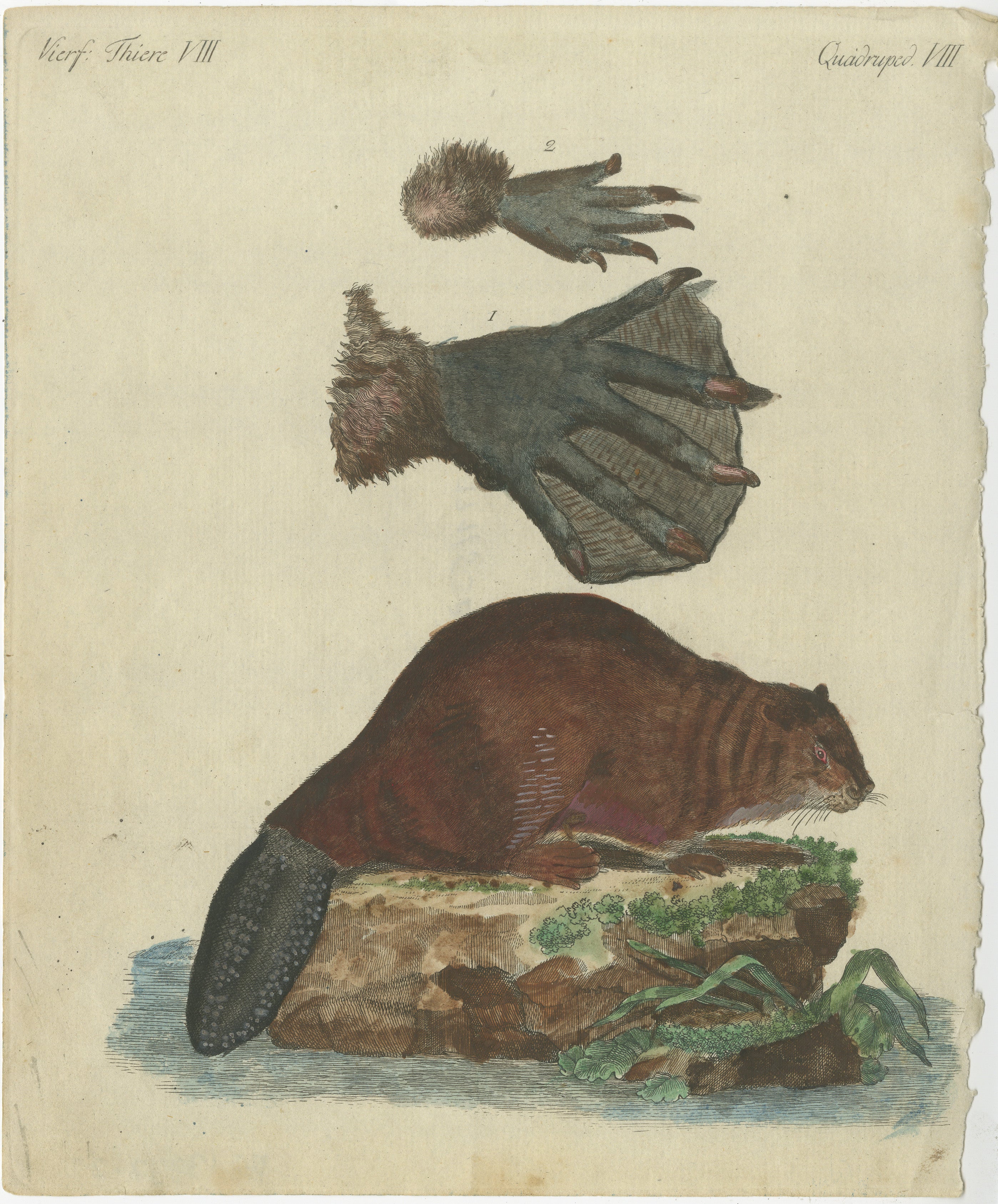 Antique Handcolored Engraving of Beaver and Webbed Appendages, Quadruped VIII, c.1800  

Description: This original handcolored copperplate engraving illustrates a beaver (*Castor fiber* or *Castor canadensis*) and detailed depictions of its webbed