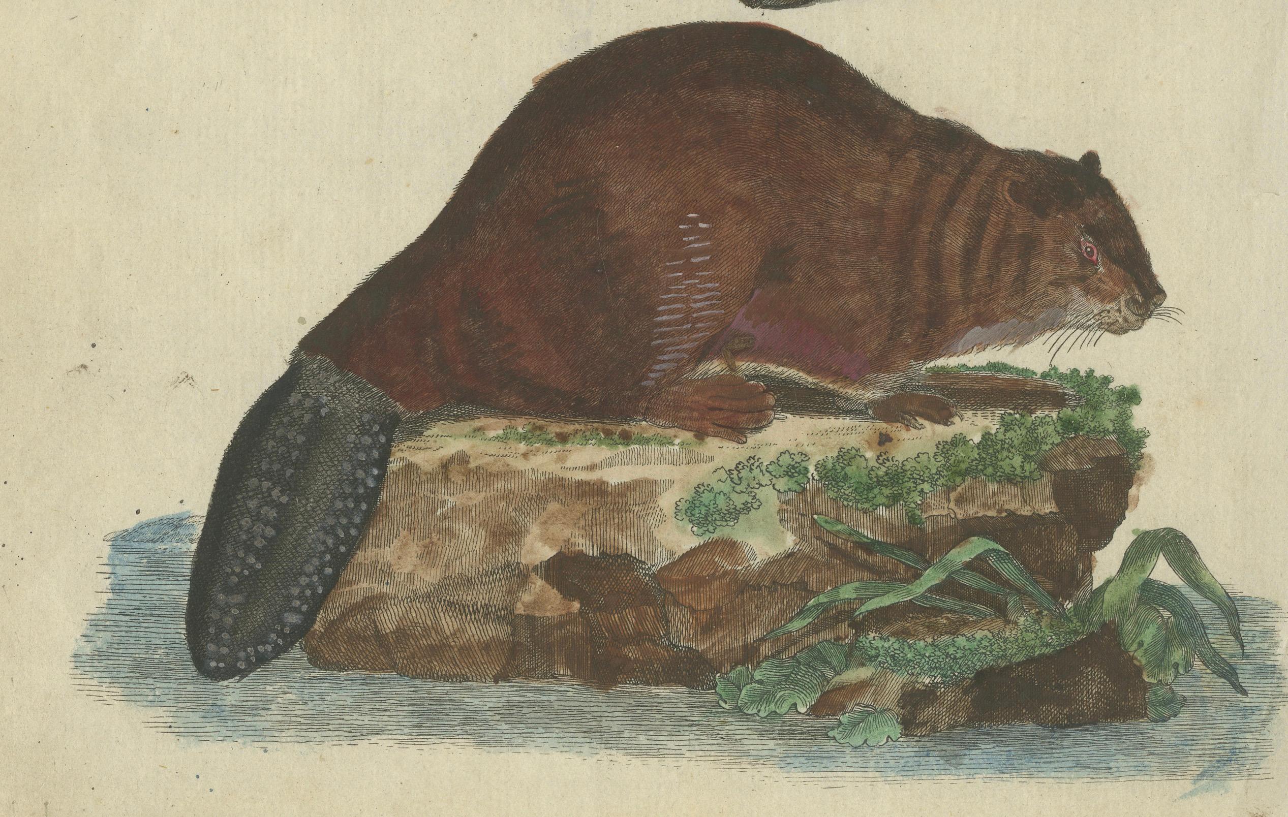 Antique Handcolored Engraving of Beaver and Webbed Appendages, c.1800 In Good Condition For Sale In Langweer, NL