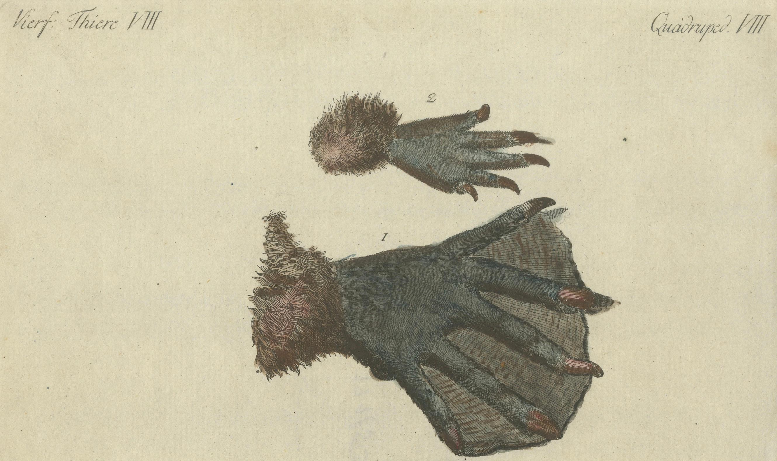 Early 19th Century Antique Handcolored Engraving of Beaver and Webbed Appendages, c.1800 For Sale