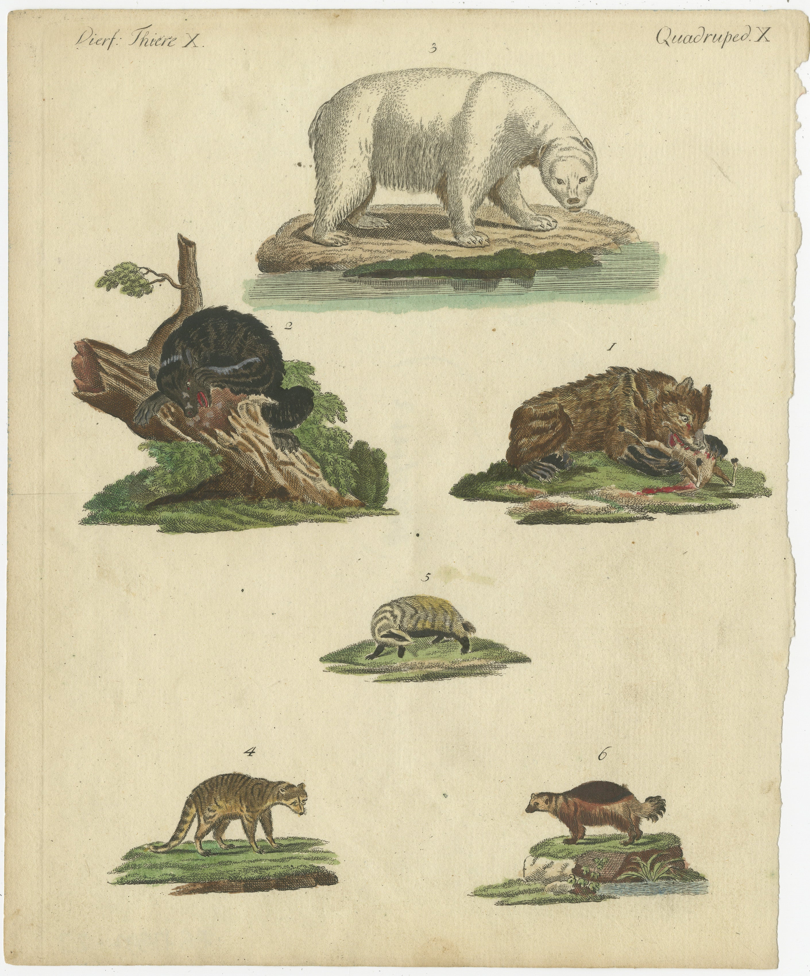Grabado antiguo coloreado a mano de mamíferos carnívoros, cuadrúpedo X, c.1800  

Este grabado original en cobre coloreado a mano ilustra una variedad de mamíferos carnívoros, mostrando sus diversas anatomías y comportamientos naturales. La lámina