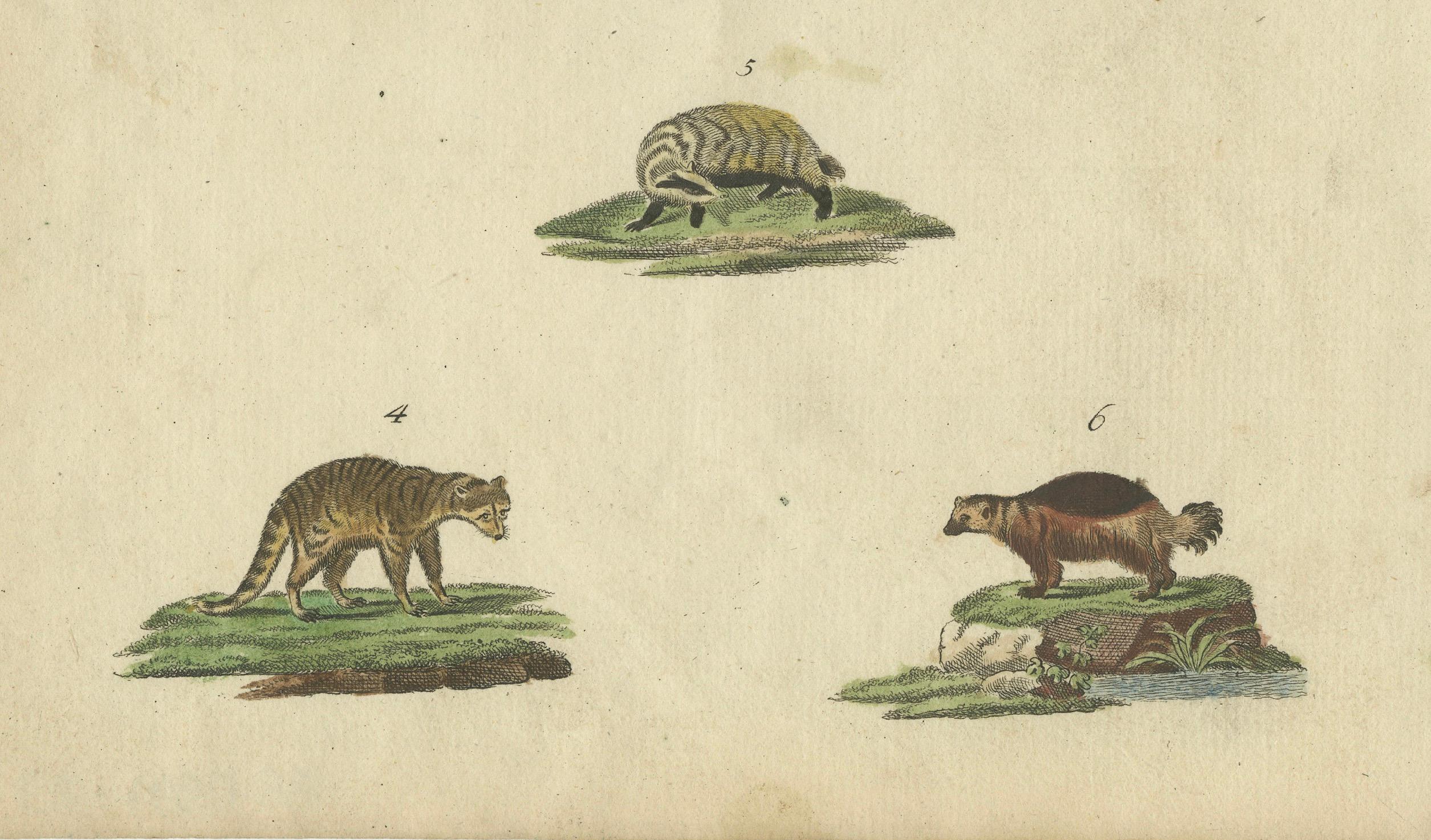 Grabado antiguo coloreado a mano de mamíferos carnívoros, c.1800 en Bueno estado para la venta en Langweer, NL