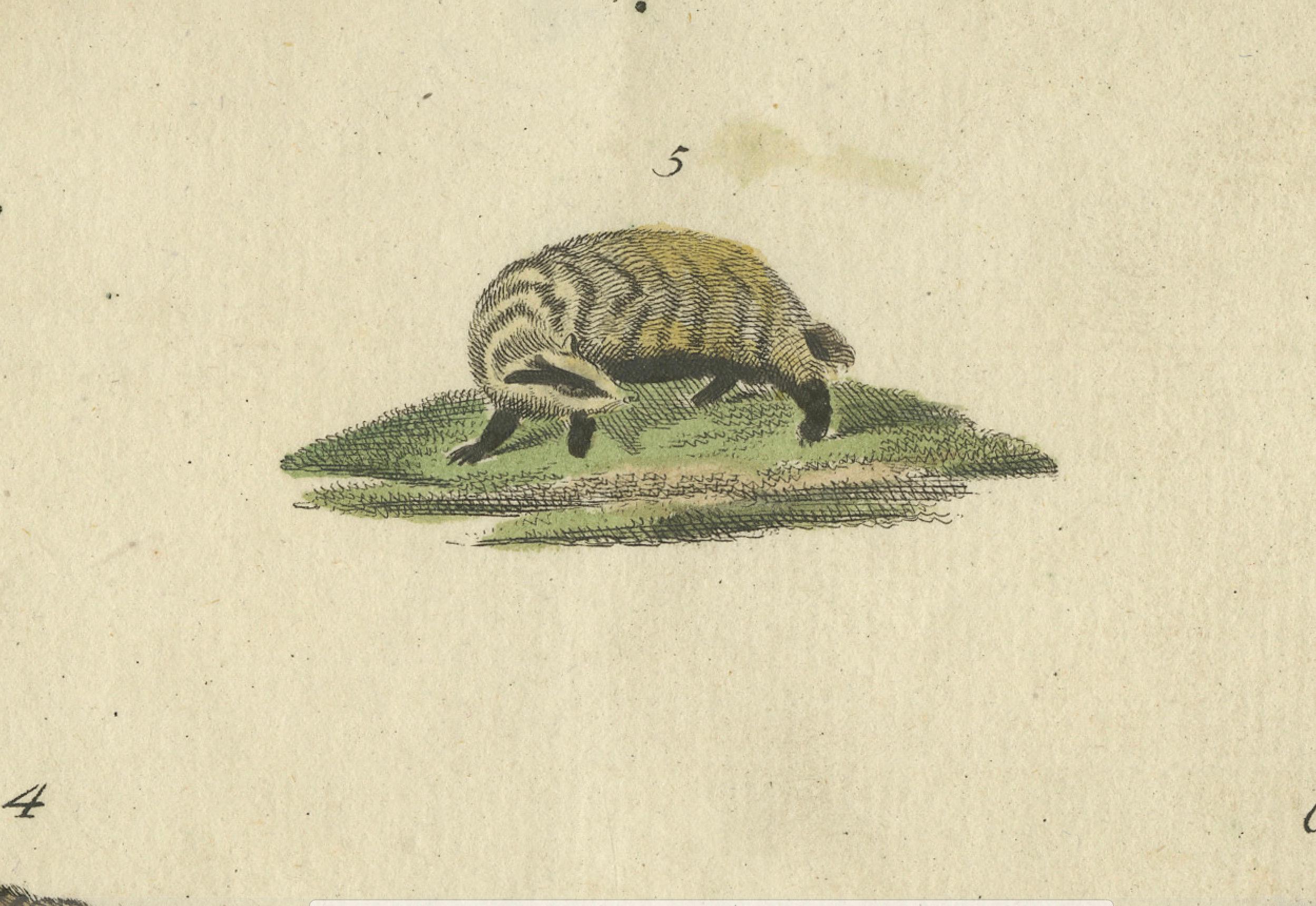 Grabado antiguo coloreado a mano de mamíferos carnívoros, c.1800 principios del siglo XIX en venta