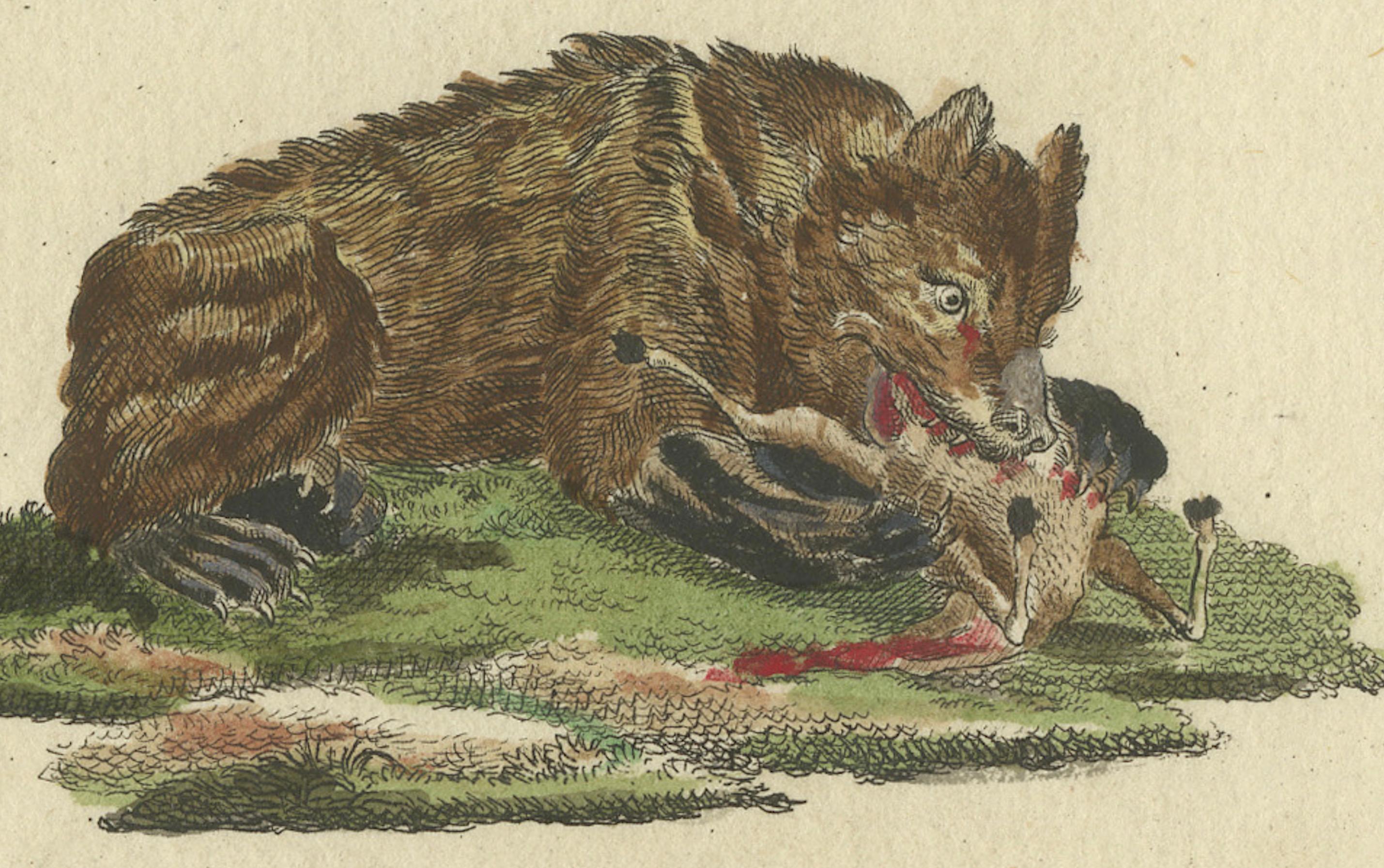Grabado antiguo coloreado a mano de mamíferos carnívoros, c.1800 en venta 1