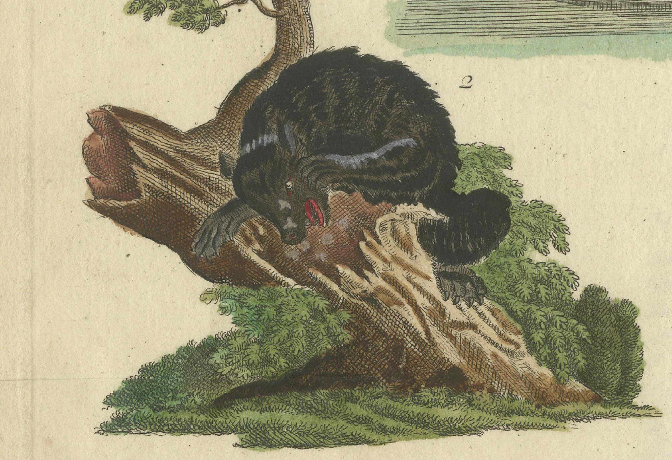 Grabado antiguo coloreado a mano de mamíferos carnívoros, c.1800 en venta 2