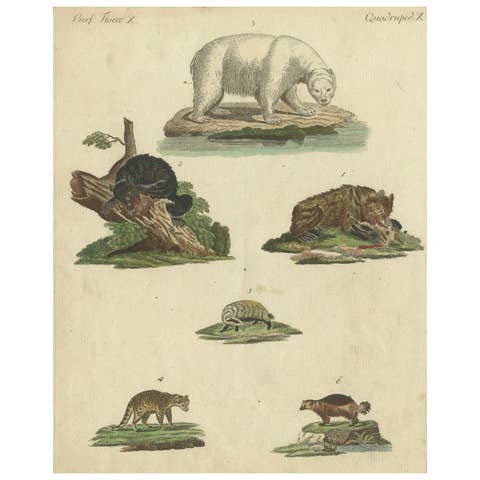 Antique Handcolored Engraving of Carnivorous Mammals, c.1800