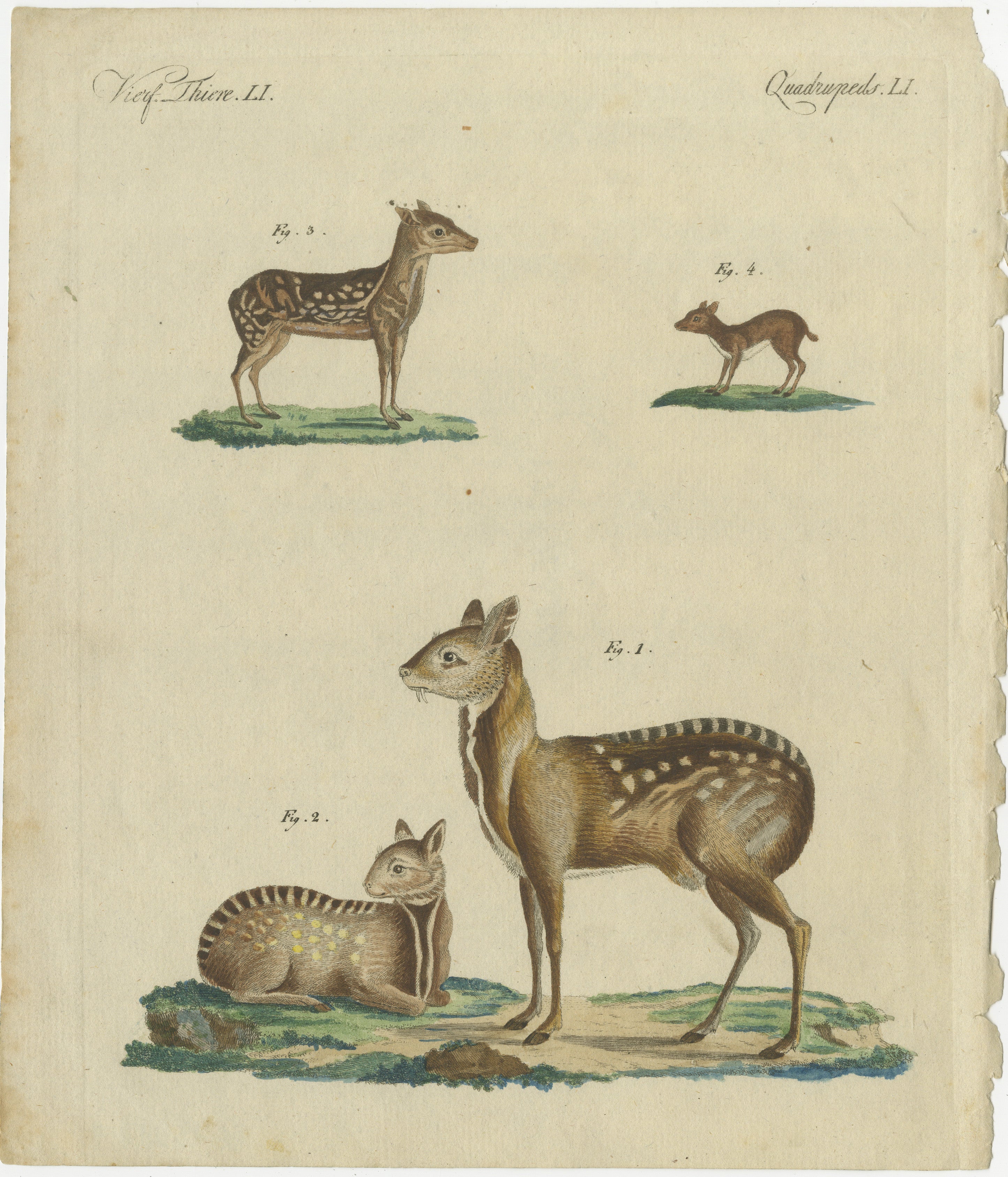 Antiker handkolorierter Kupferstich von Chevrotains und kleinen Hirschen, Vierbeiner LI, um 1800  

Dieser handkolorierte Original-Kupferstich zeigt eine Vielzahl von Chevrotains und kleinen Hirschen, die ihren zarten Körperbau und ihre