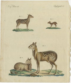 Antique Handcolored Engraving of Chevrotains and Small Deer, c.180