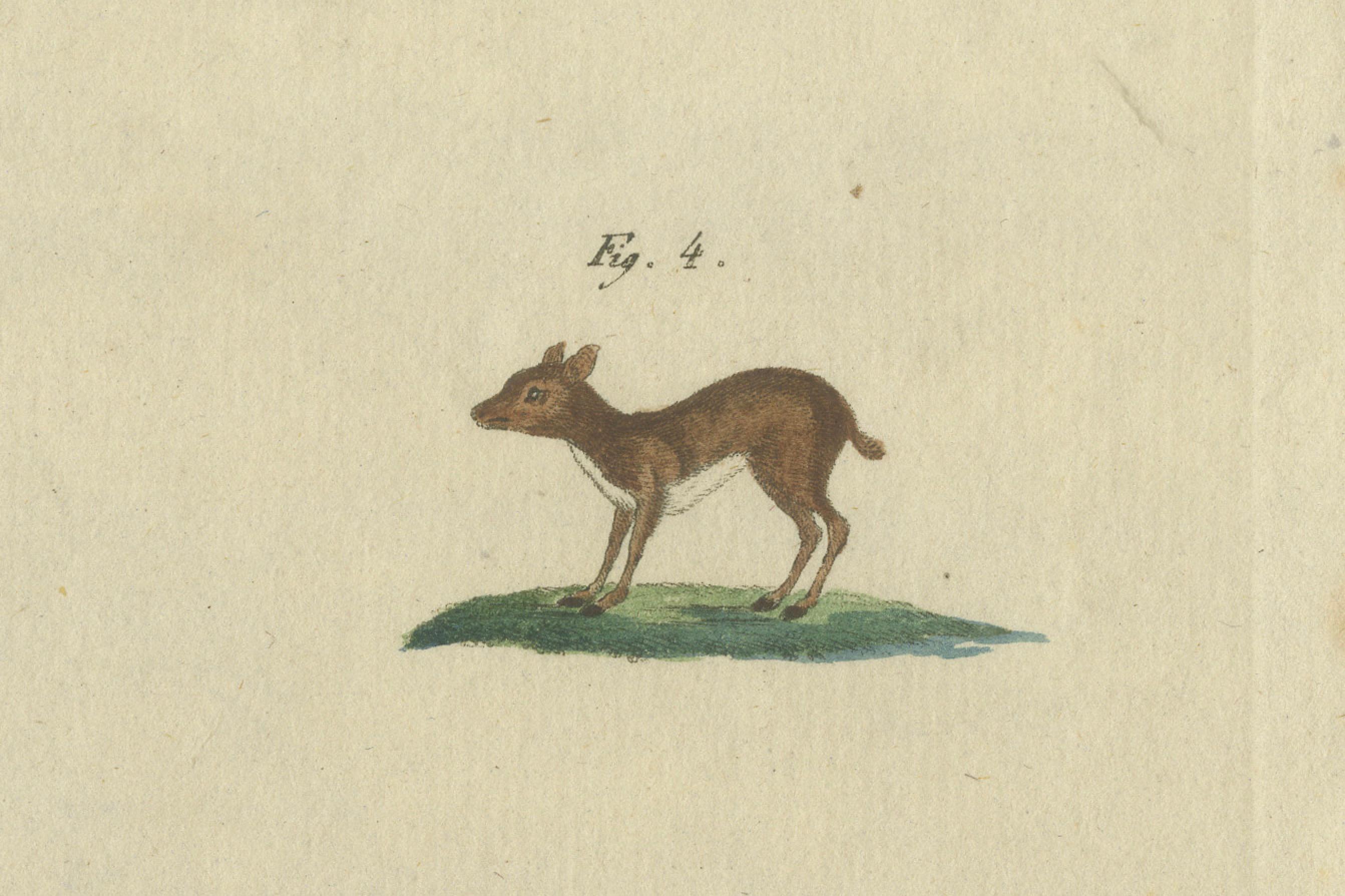 Antike handkolorierte Gravur von Chevrotains und kleinem Hirsch, um180 (Graviert) im Angebot