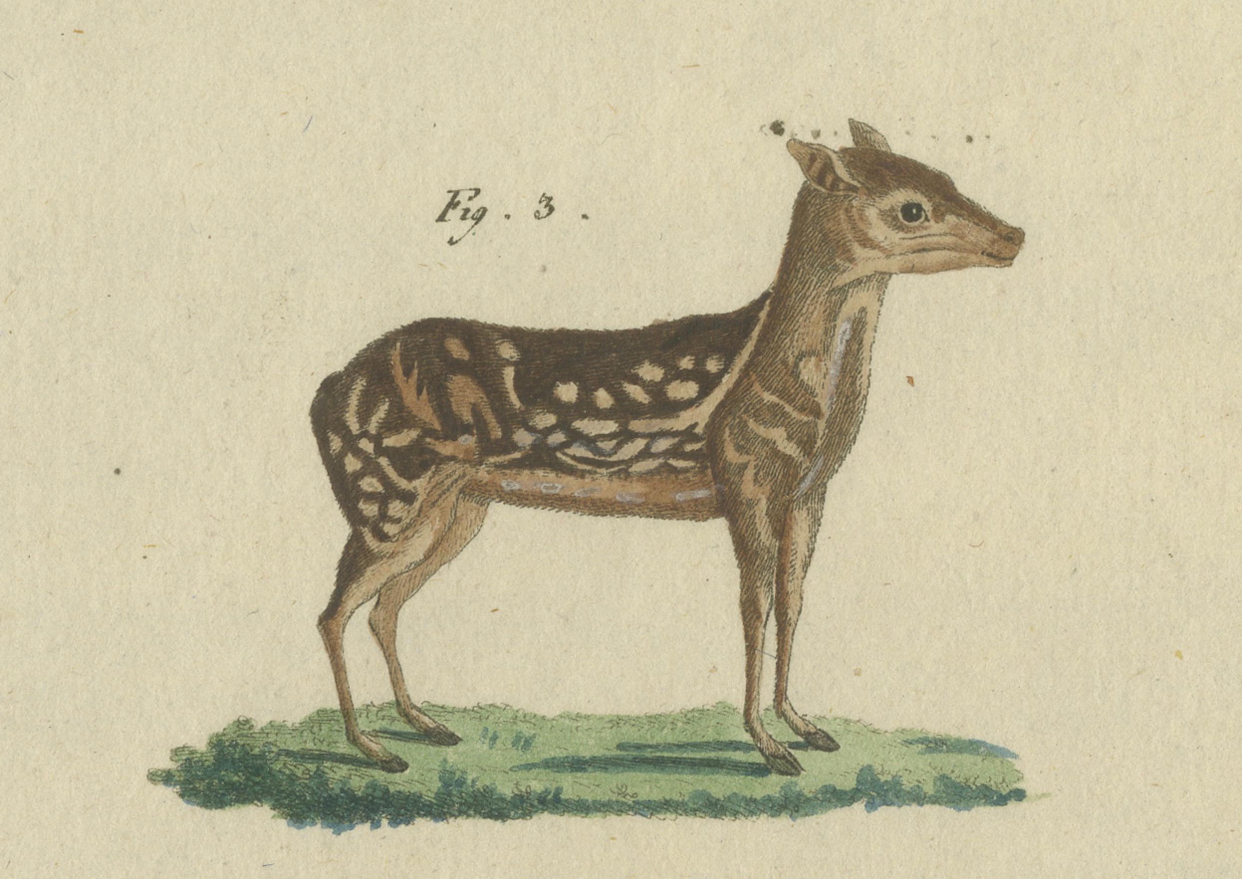 Antike handkolorierte Gravur von Chevrotains und kleinem Hirsch, um180 im Zustand „Gut“ im Angebot in Langweer, NL