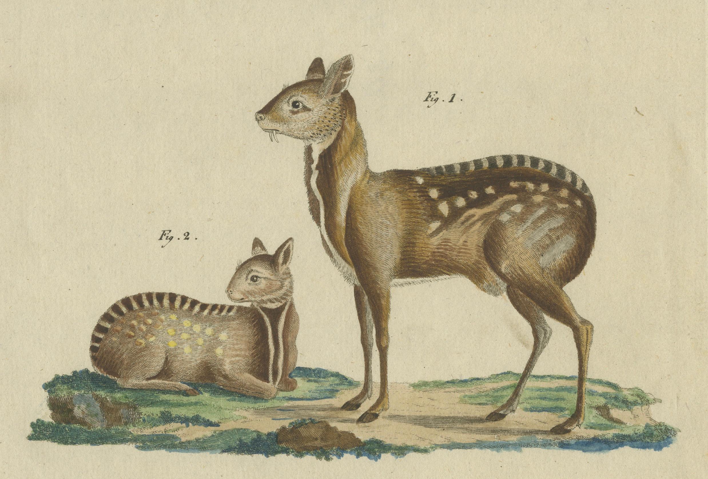 Antike handkolorierte Gravur von Chevrotains und kleinem Hirsch, um180 (Frühes 19. Jahrhundert) im Angebot