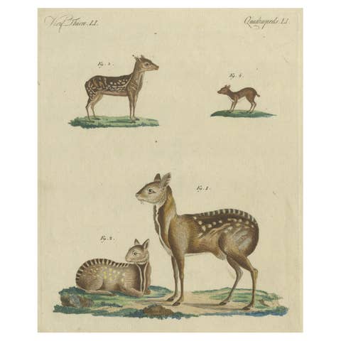 Antique Handcolored Engraving of Chevrotains and Small Deer, c.180