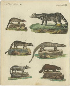 Antique Handcolored Engraving of Civets, Mongooses, and Badgers, c.1800