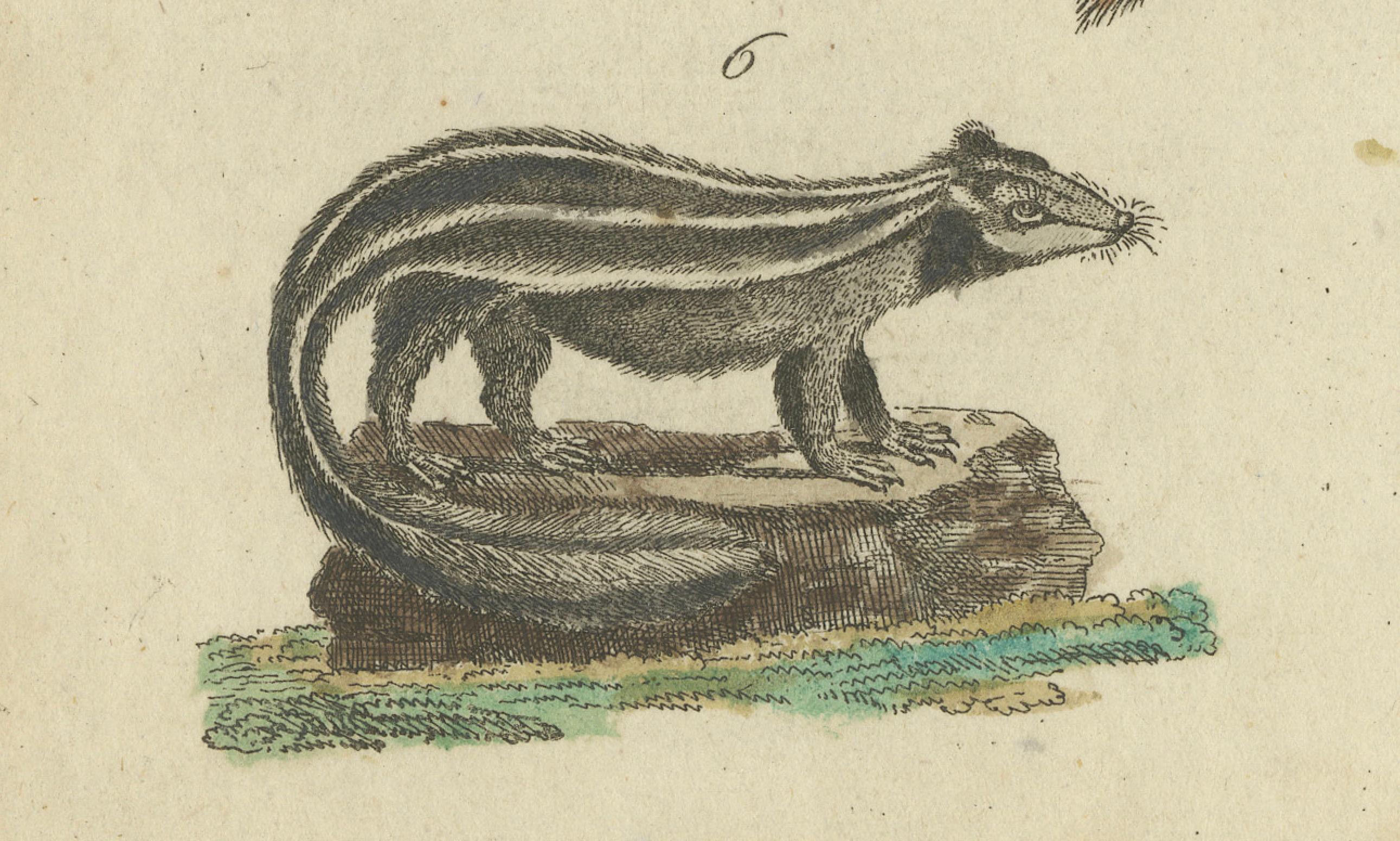 Antike handkolorierte Gravur von Zivets, Mongooses und Badgers, um 1800 (Graviert) im Angebot