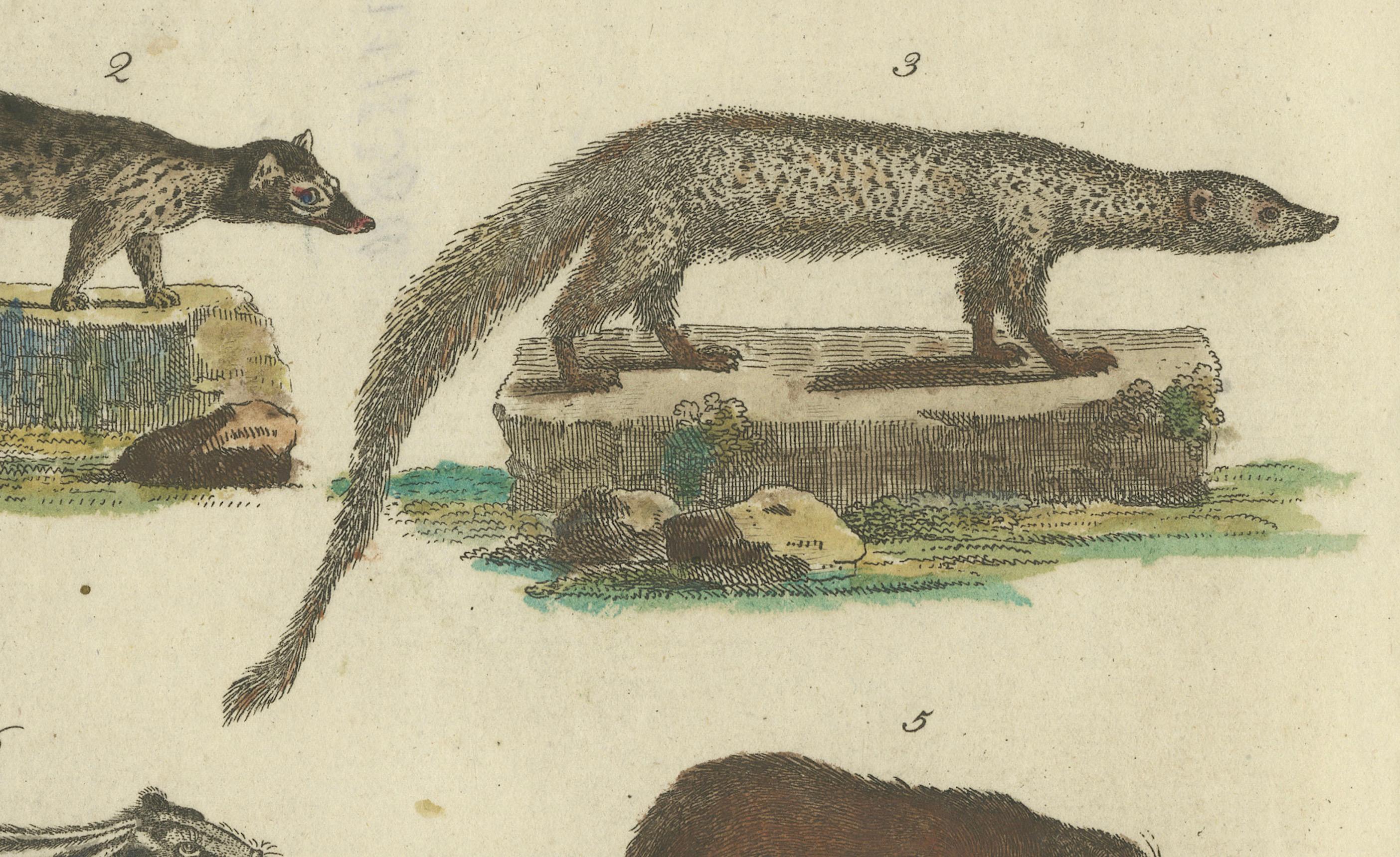 Antike handkolorierte Gravur von Zivets, Mongooses und Badgers, um 1800 im Zustand „Gut“ im Angebot in Langweer, NL