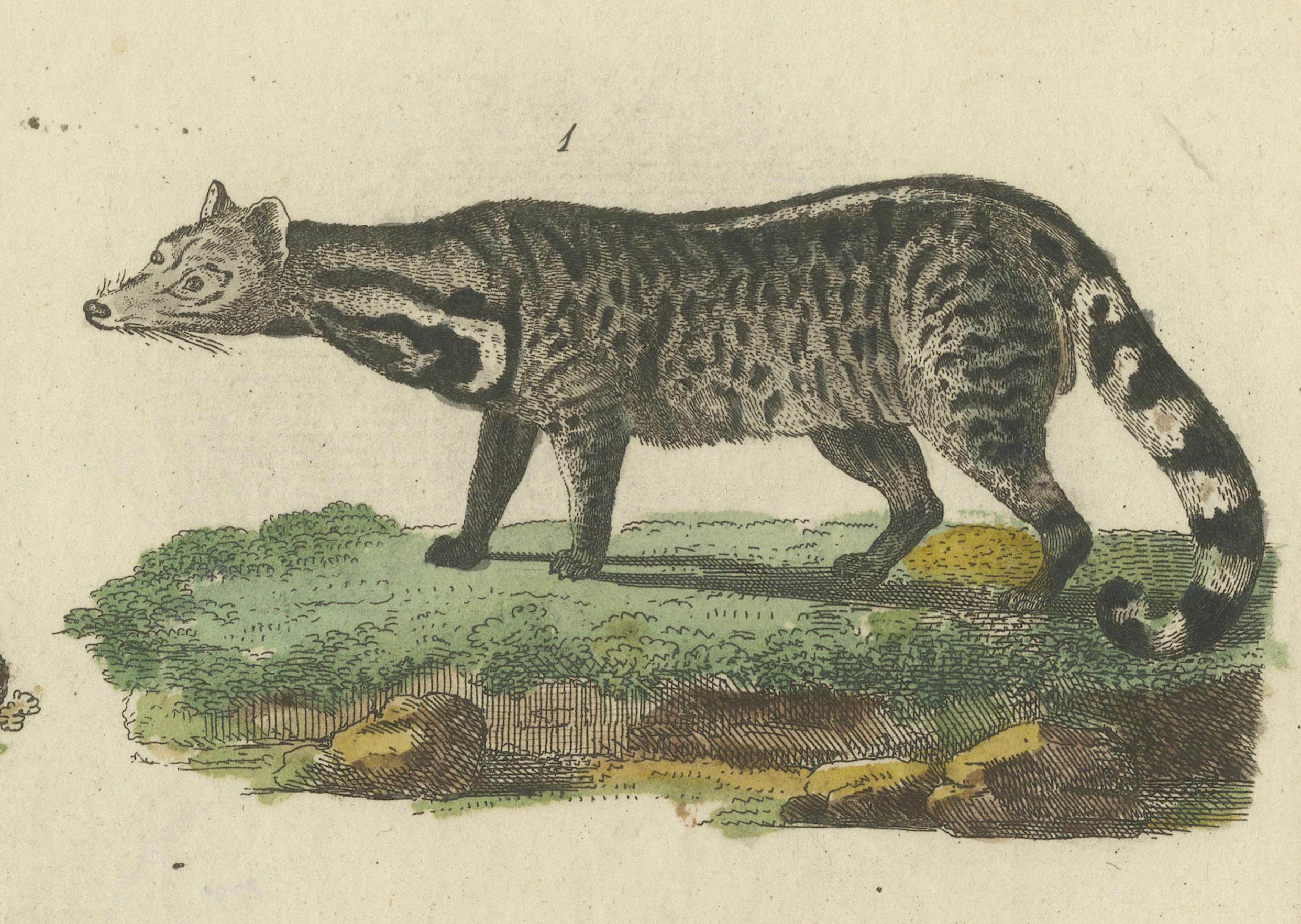 Antike handkolorierte Gravur von Zivets, Mongooses und Badgers, um 1800 (Frühes 19. Jahrhundert) im Angebot