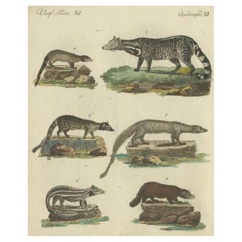 Antique Handcolored Engraving of Civets, Mongooses, and Badgers, c.1800