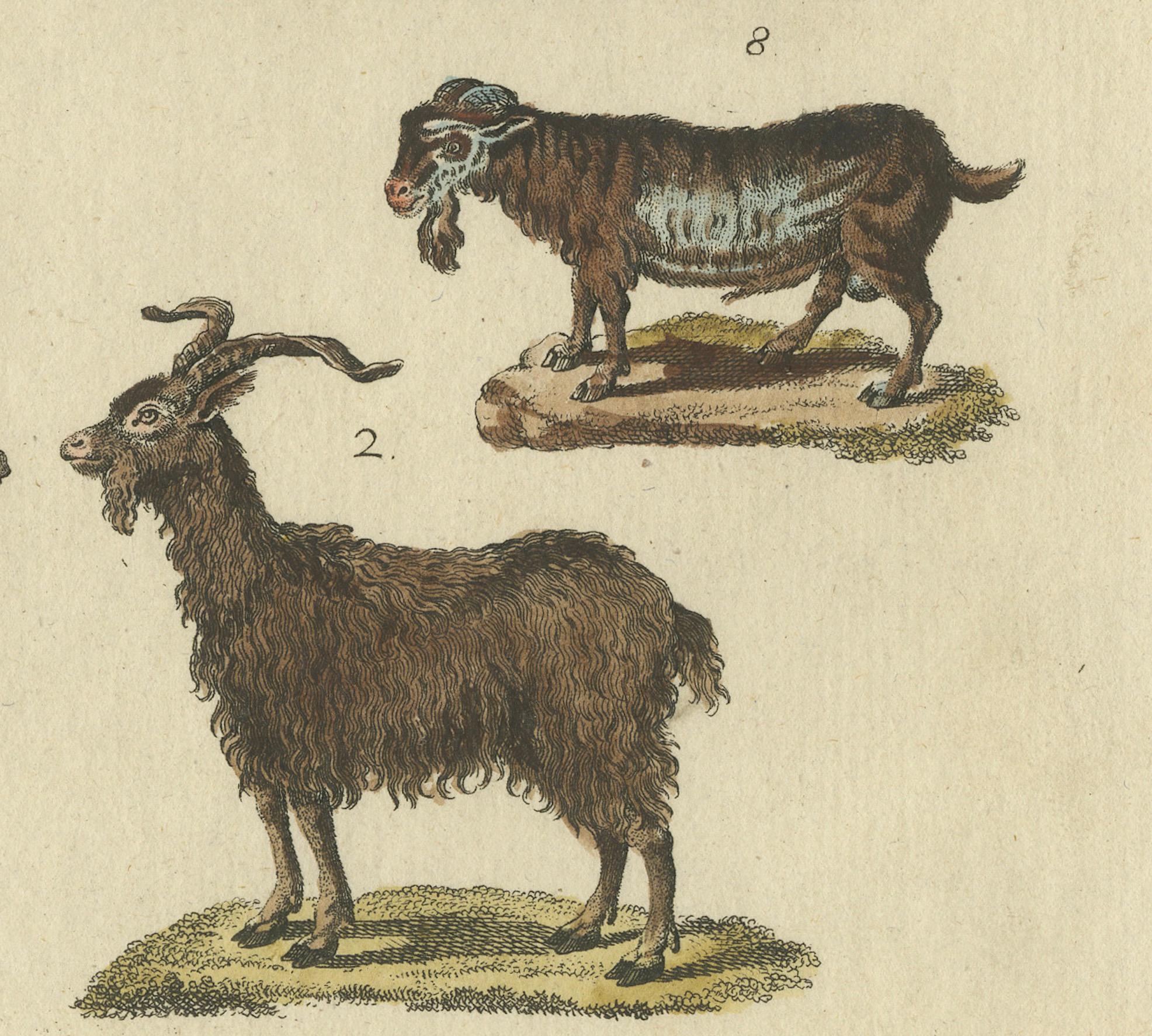 Antike handkolorierte Gravur von Domestic Goats, um 1800 (Graviert) im Angebot