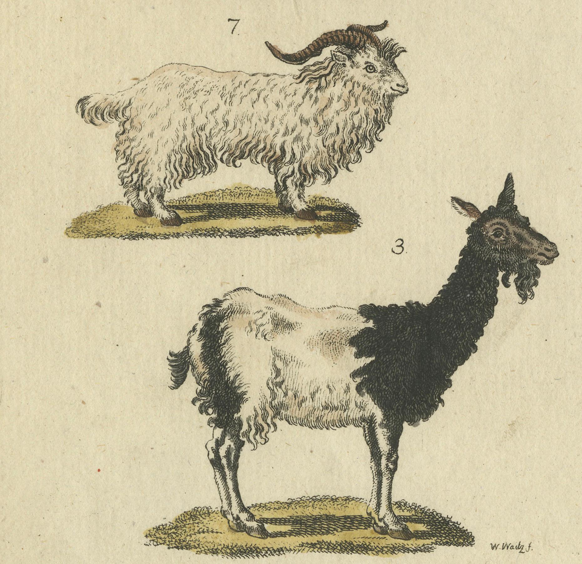 Antike handkolorierte Gravur von Domestic Goats, um 1800 im Zustand „Gut“ im Angebot in Langweer, NL