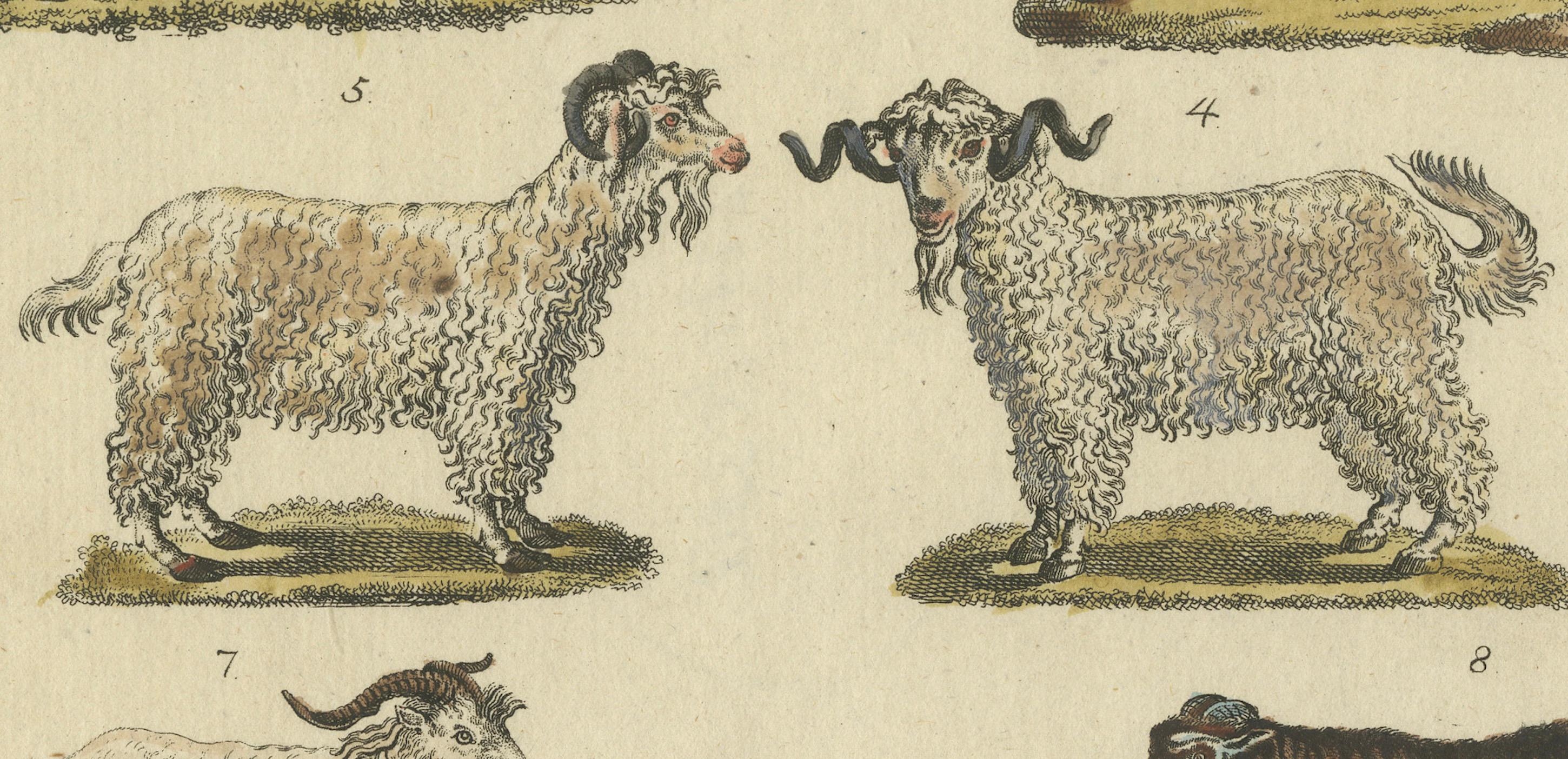 Antike handkolorierte Gravur von Domestic Goats, um 1800 (Frühes 19. Jahrhundert) im Angebot