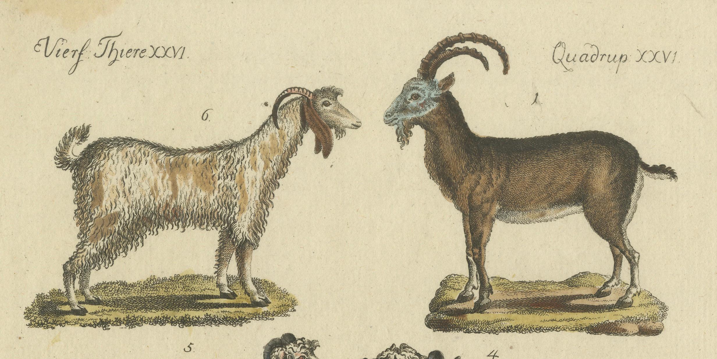Antike handkolorierte Gravur von Domestic Goats, um 1800 (Papier) im Angebot