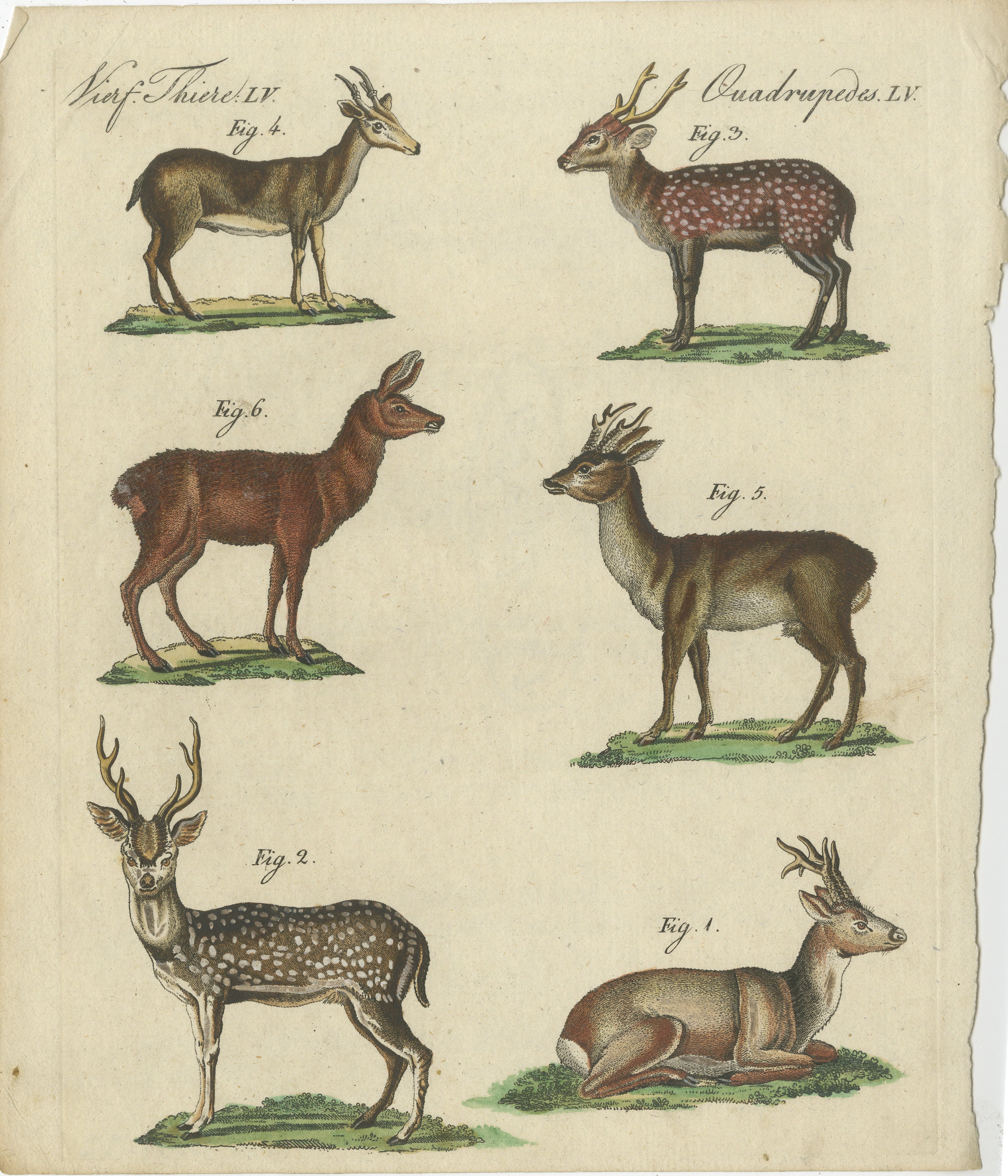 Antique Handcolored Engraving of Exotic Deer and Antelopes, Quadruped LV, c.1800  

This original handcolored copperplate engraving depicts various species of exotic deer and antelopes, highlighting their unique physical characteristics, antlers,
