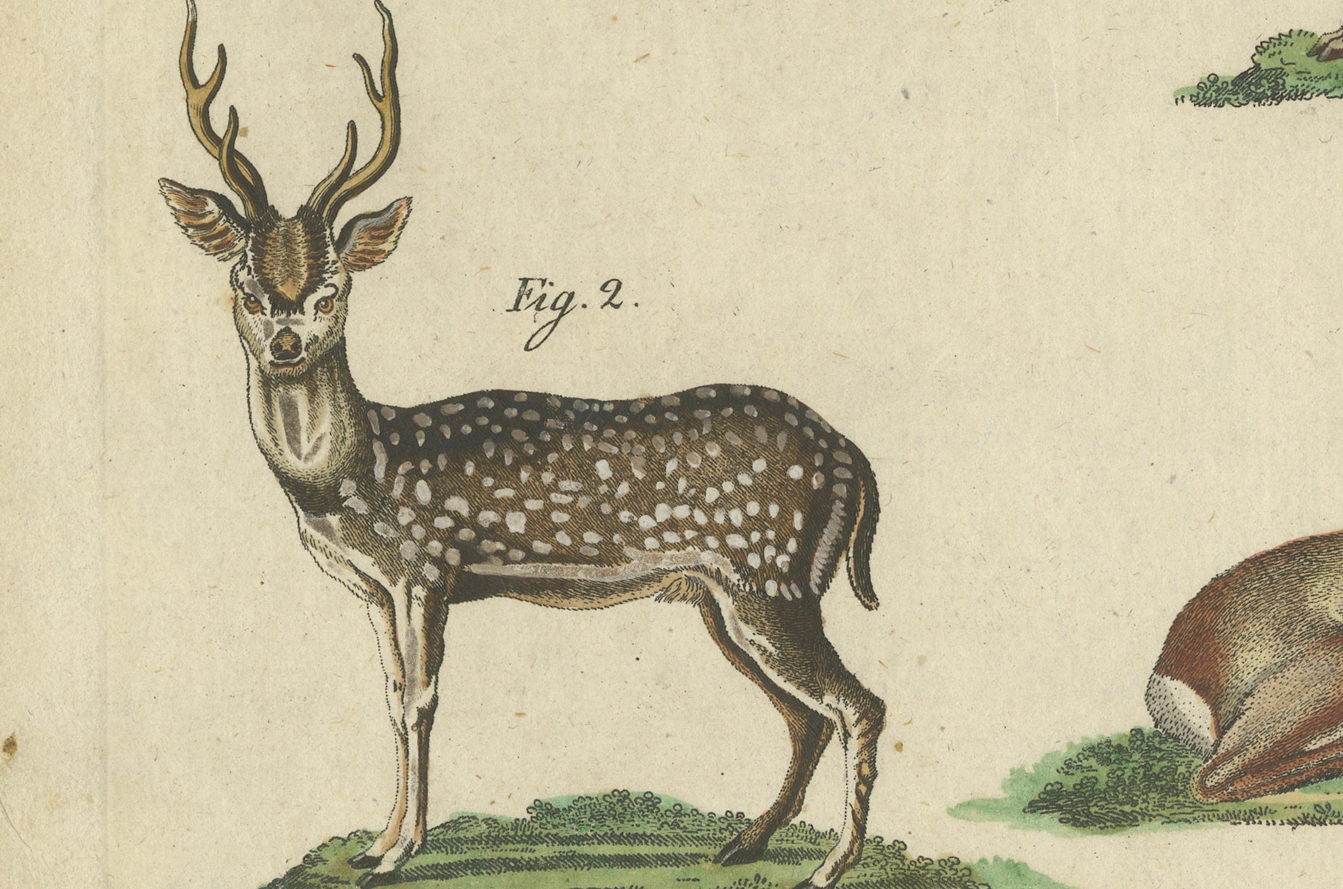 Engraved Antique Handcolored Engraving of Exotic Deer and Antelopes, c.1800 For Sale